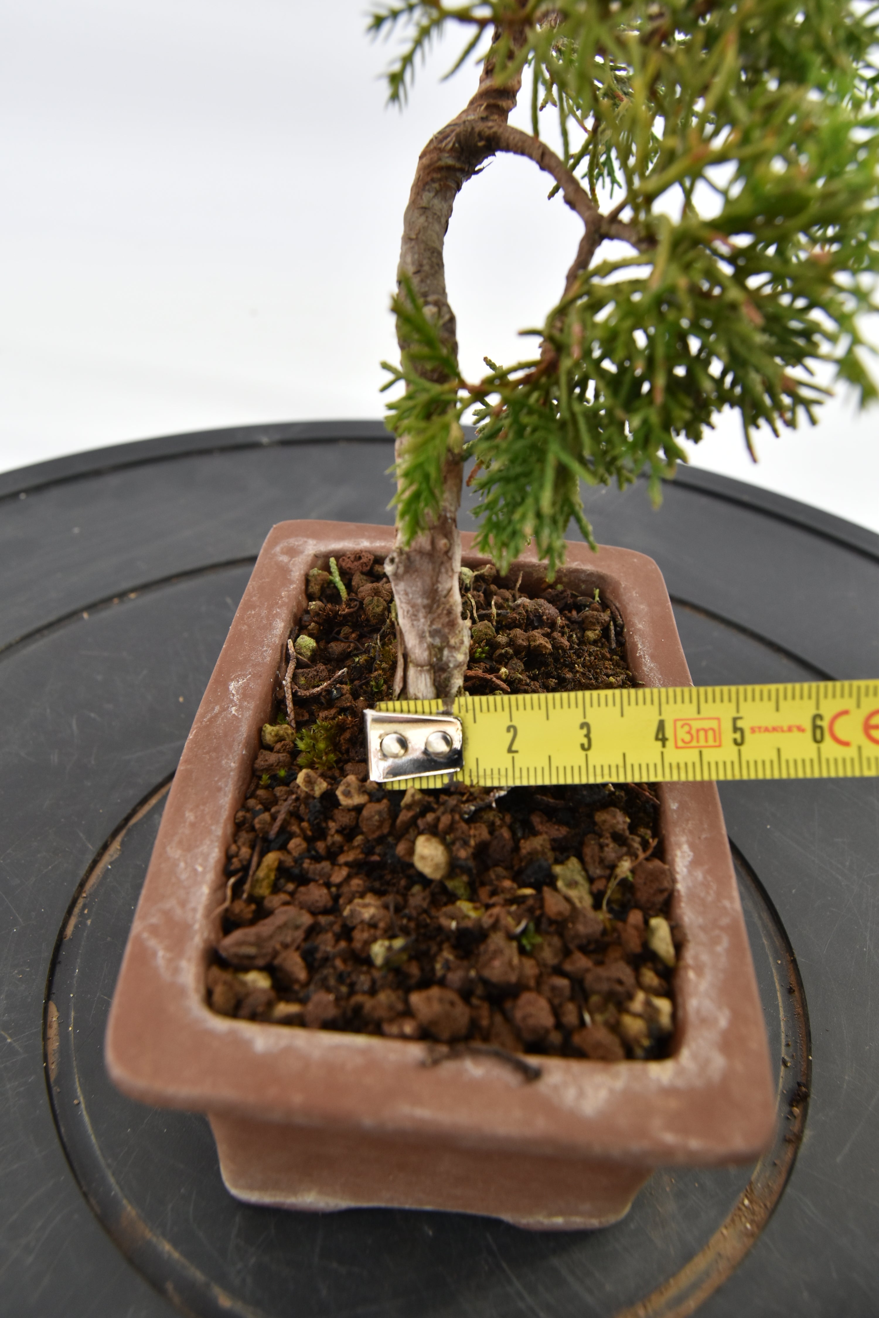 Ginepro Kishu € 80 | La Gemma del bonsai