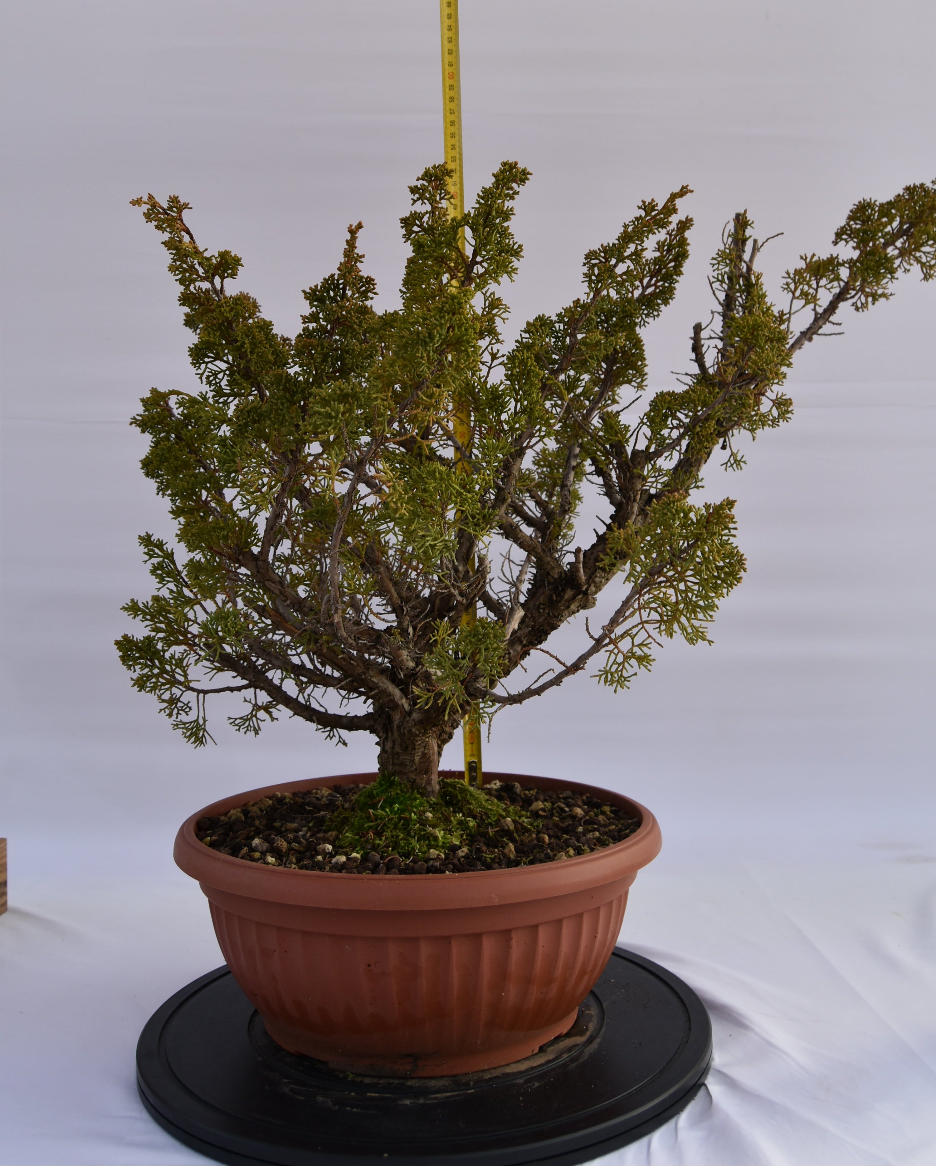 Ginepro Kishu € 380 | La Gemma del bonsai