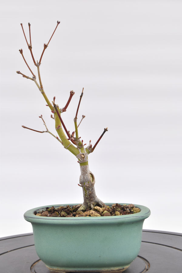 Acero Katsura € 90 | La Gemma del bonsai