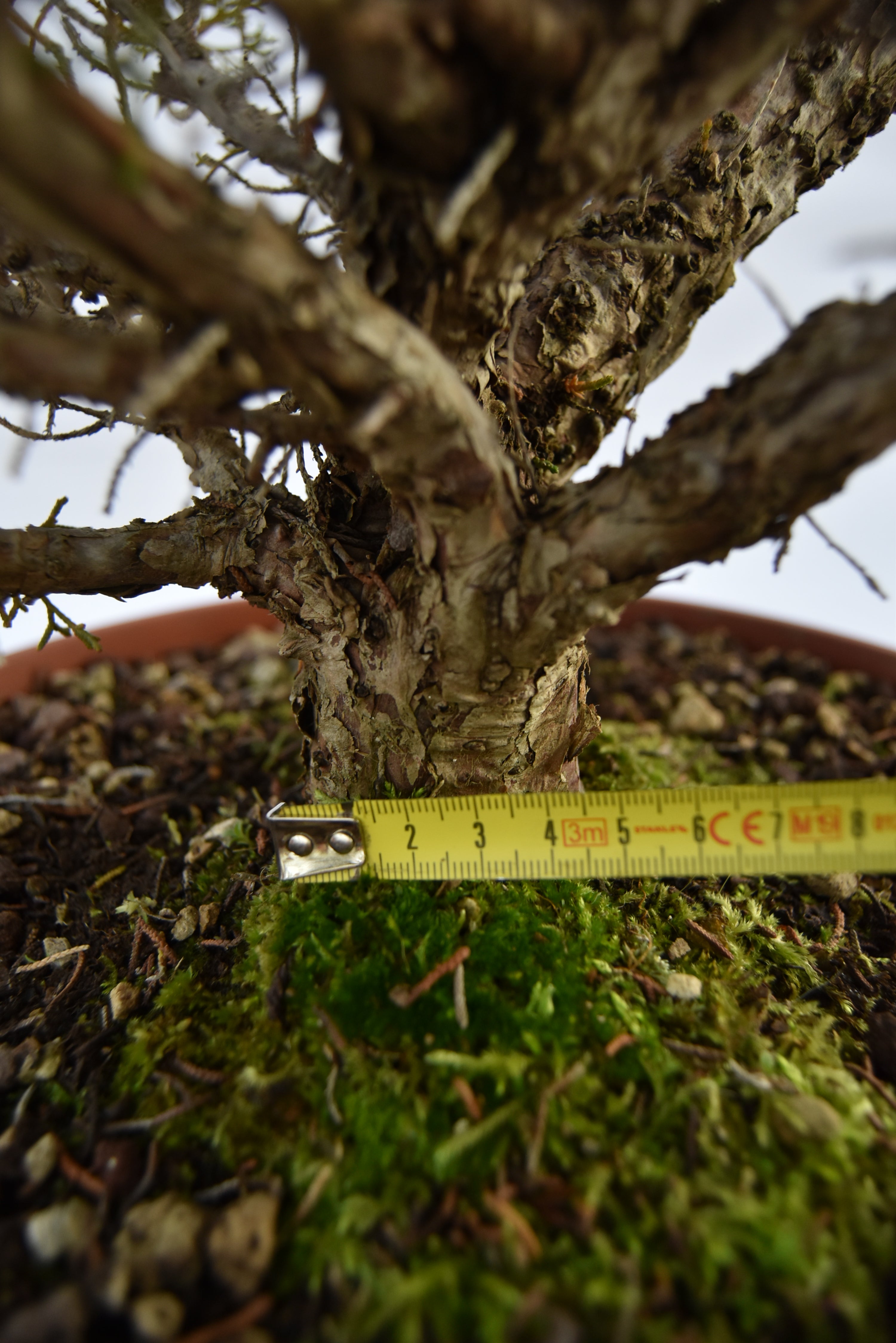 Ginepro Kishu € 380 | La Gemma del bonsai