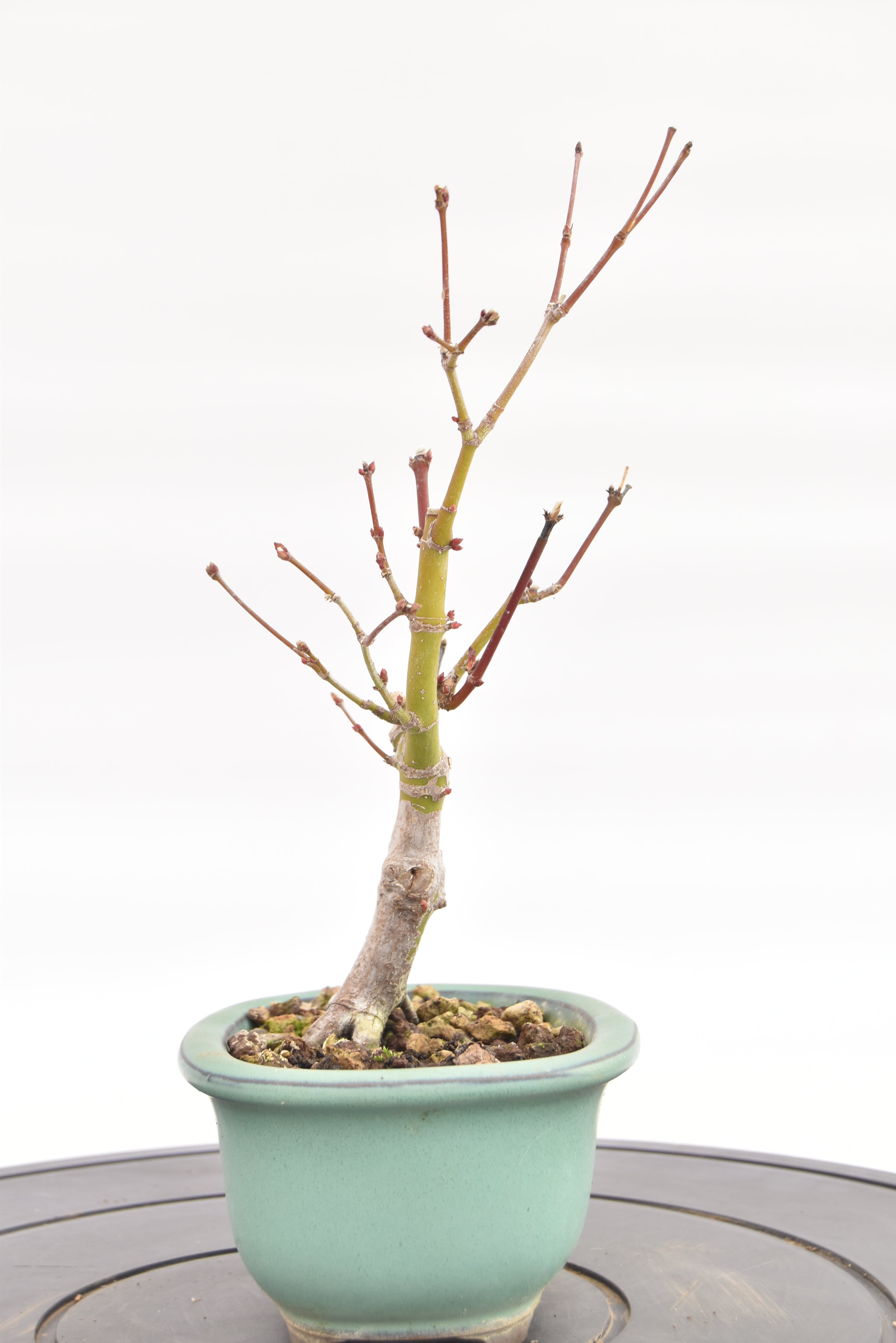 Acero Katsura € 90 | La Gemma del bonsai