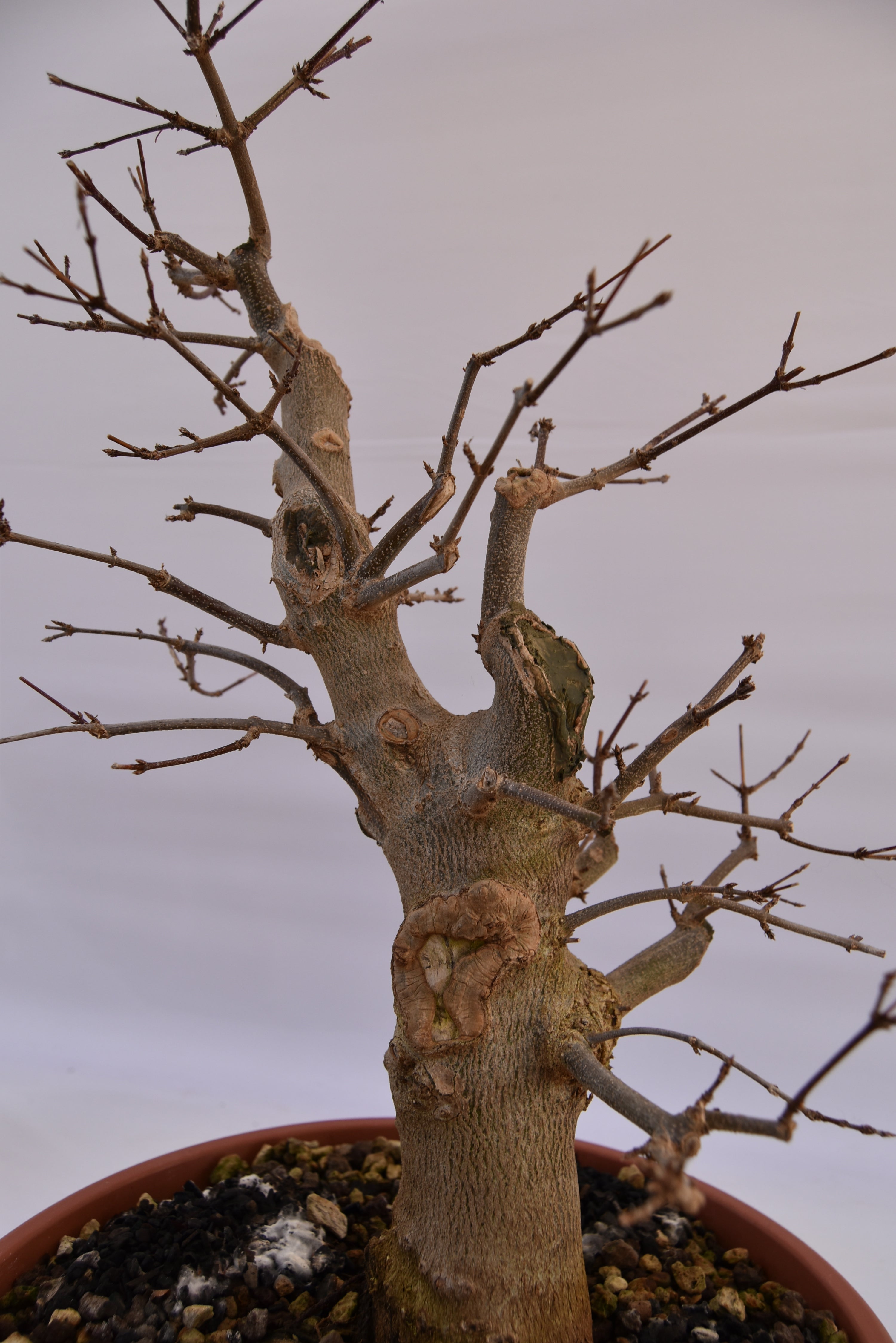 Acero Tridente € 250 | La Gemma del bonsai