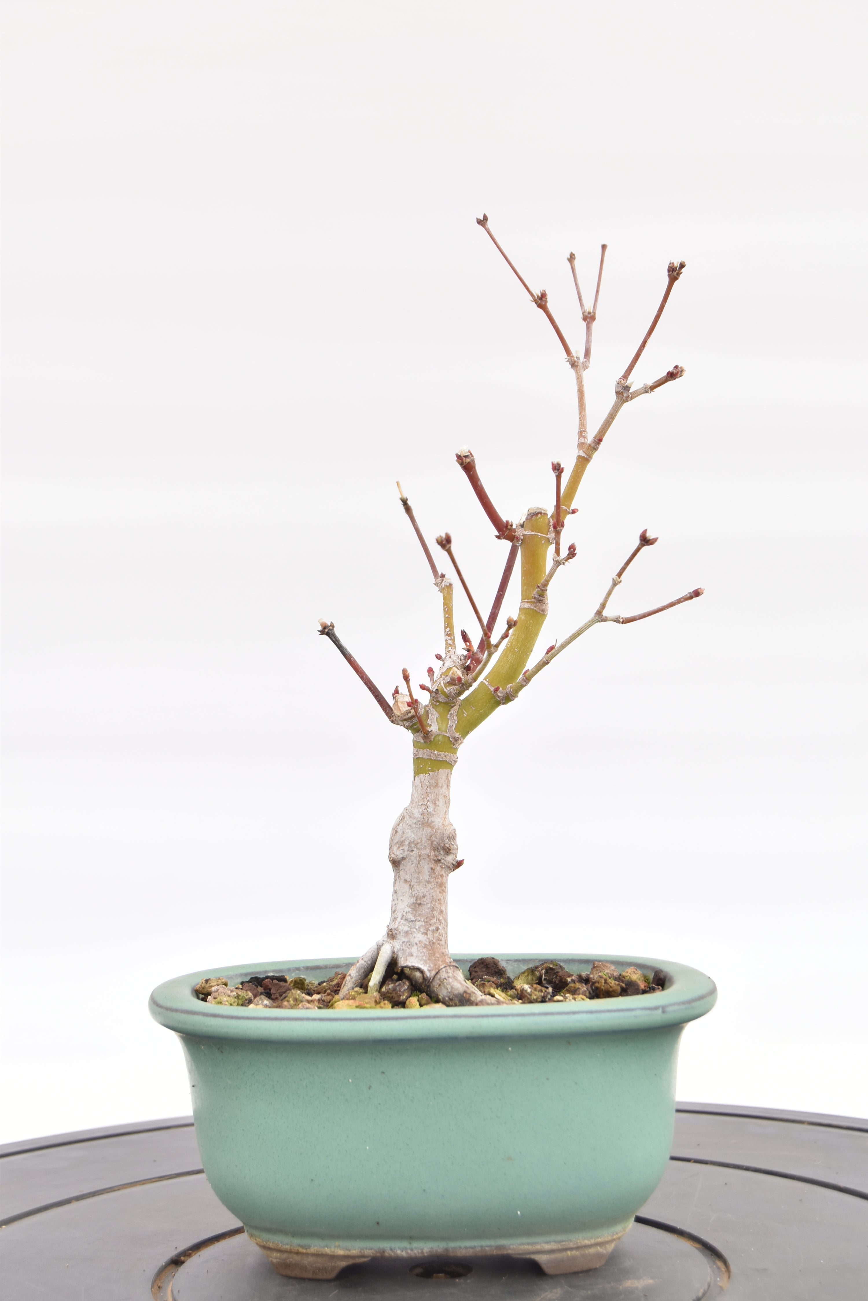 Acero Katsura € 90 | La Gemma del bonsai