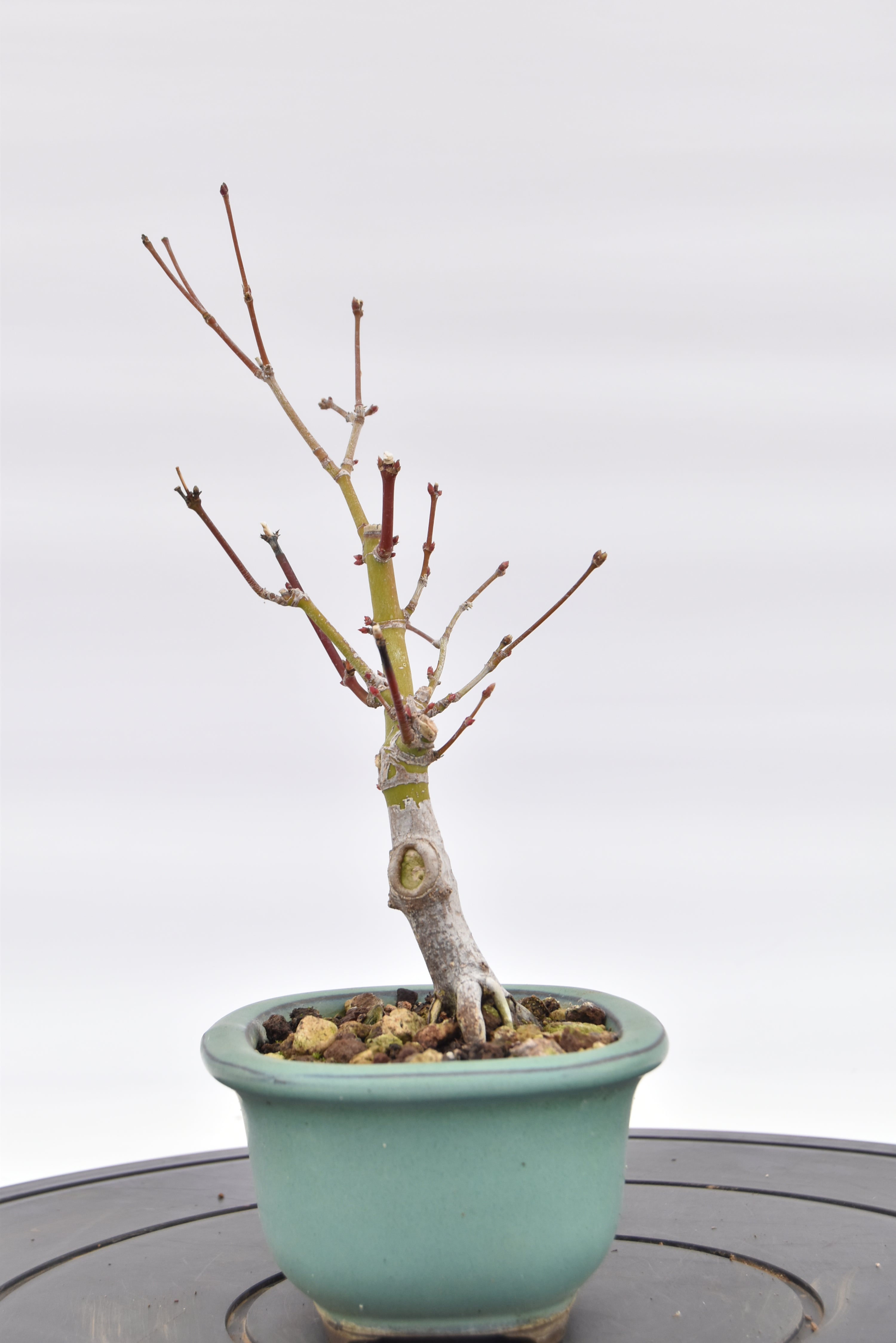 Acero Katsura € 90 | La Gemma del bonsai