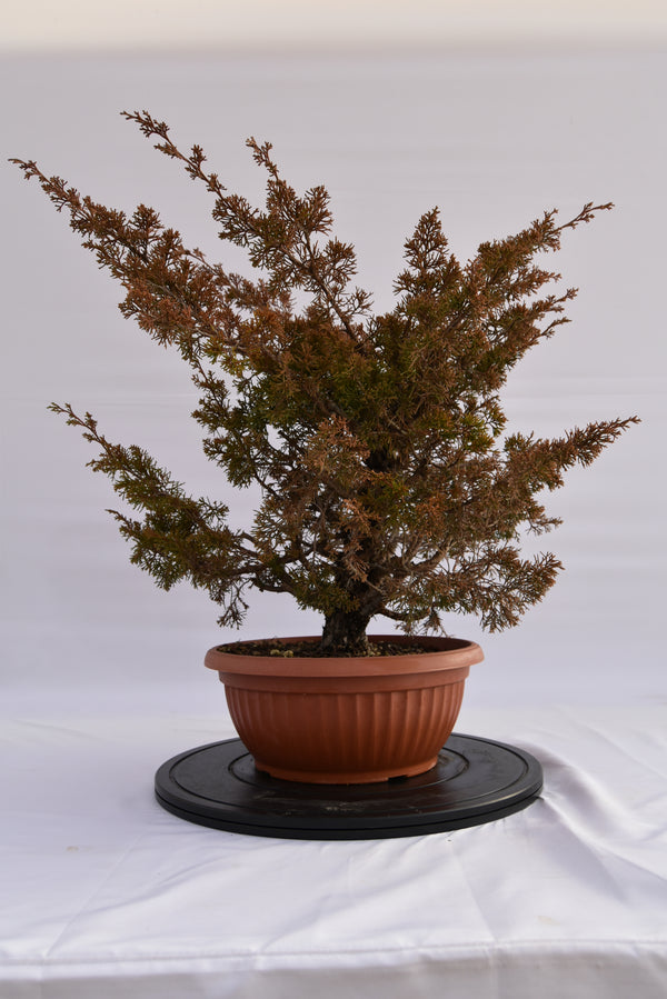 Ginepro Itoigawa € 380 | La Gemma del bonsai