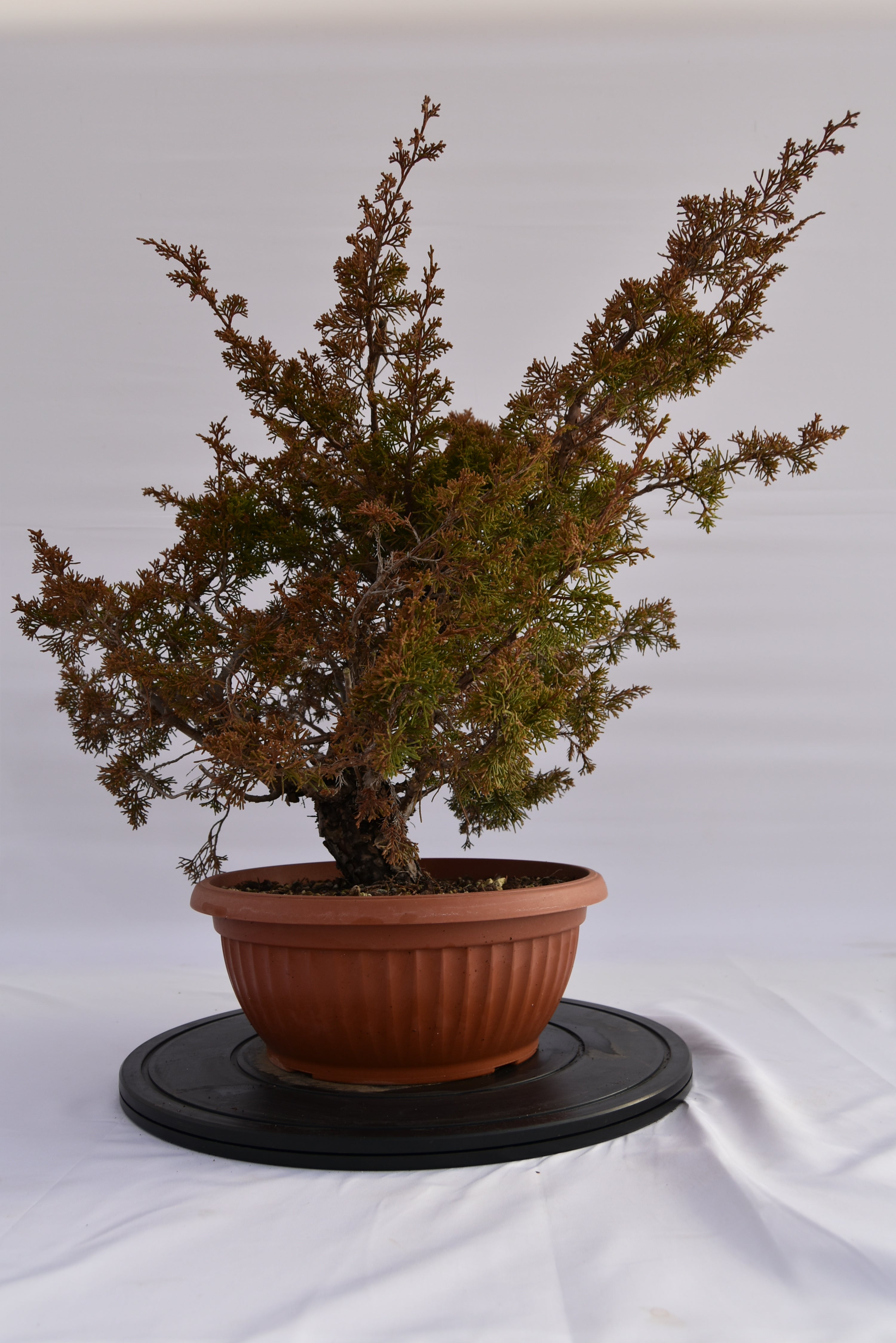 Ginepro Itoigawa € 380 | La Gemma del bonsai