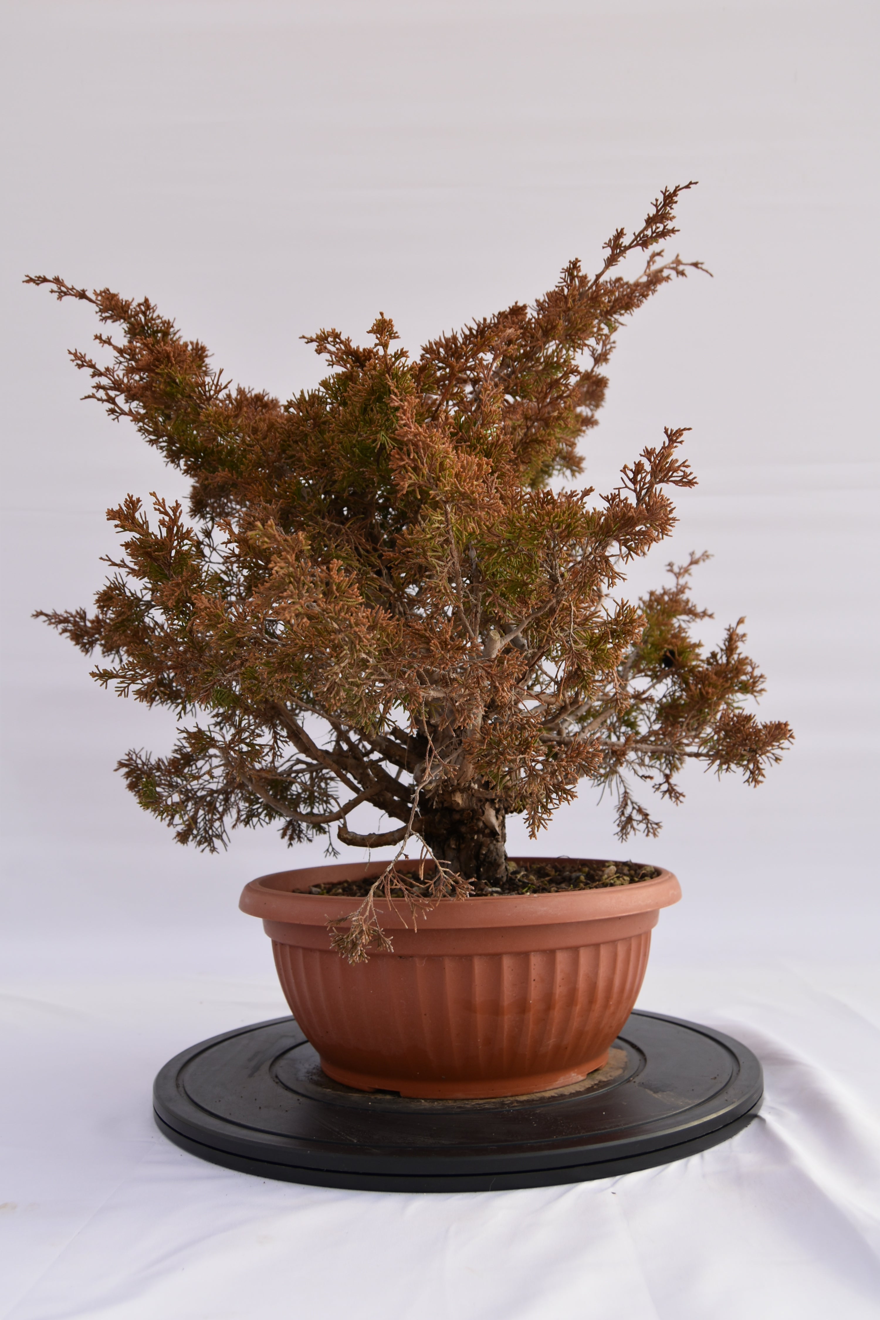 Ginepro Itoigawa € 380 | La Gemma del bonsai