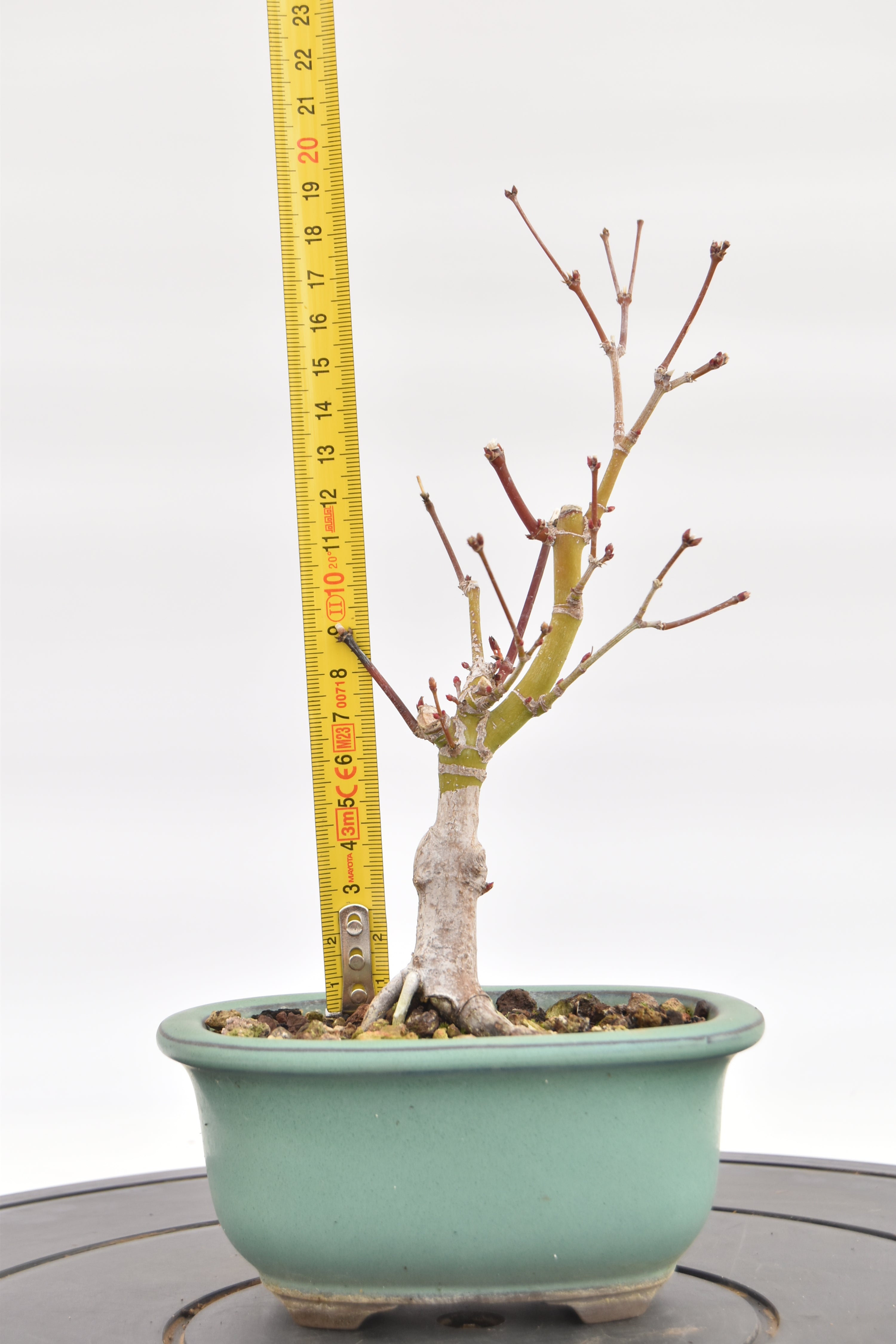 Acero Katsura € 90 | La Gemma del bonsai