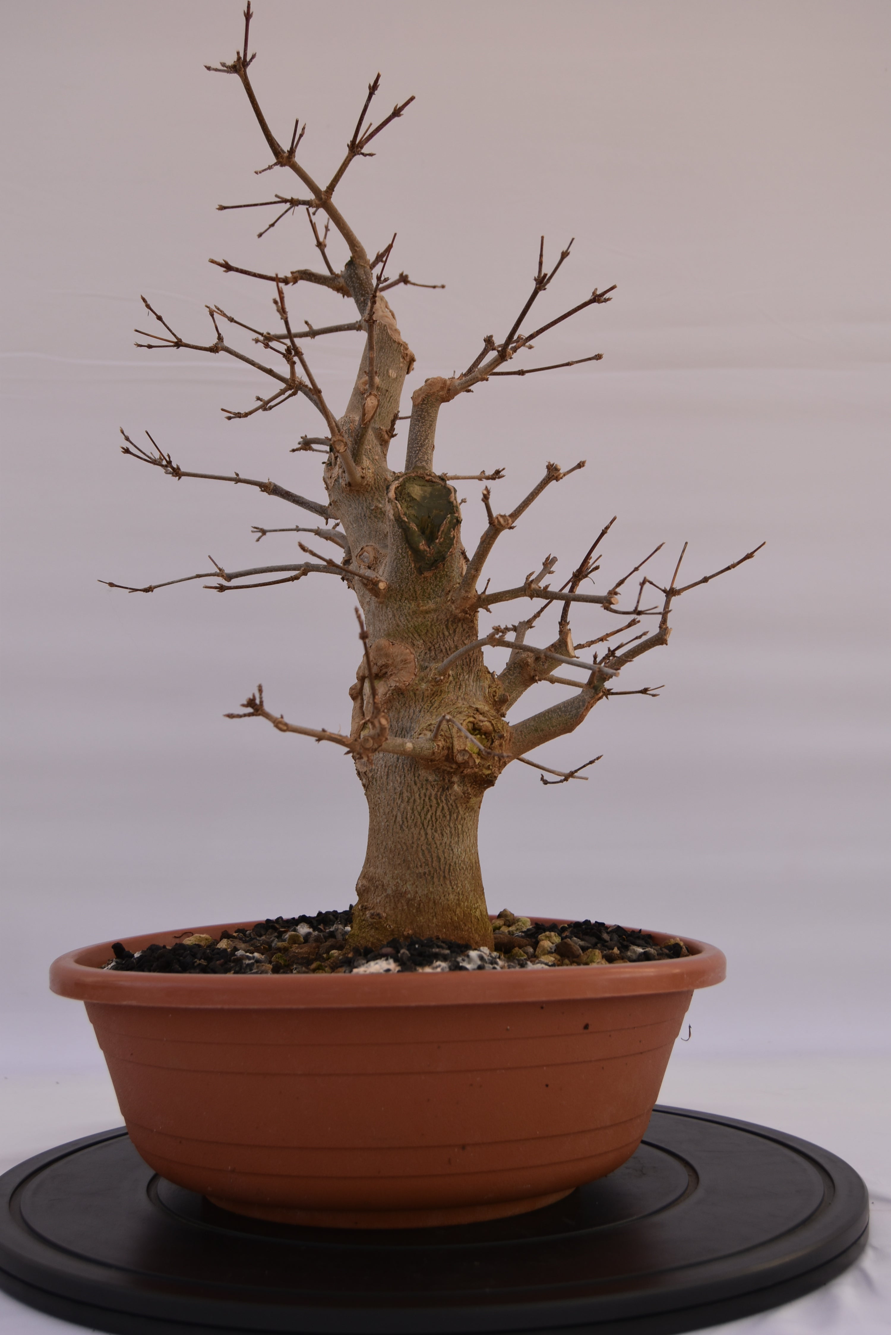 Acero Tridente € 250 | La Gemma del bonsai