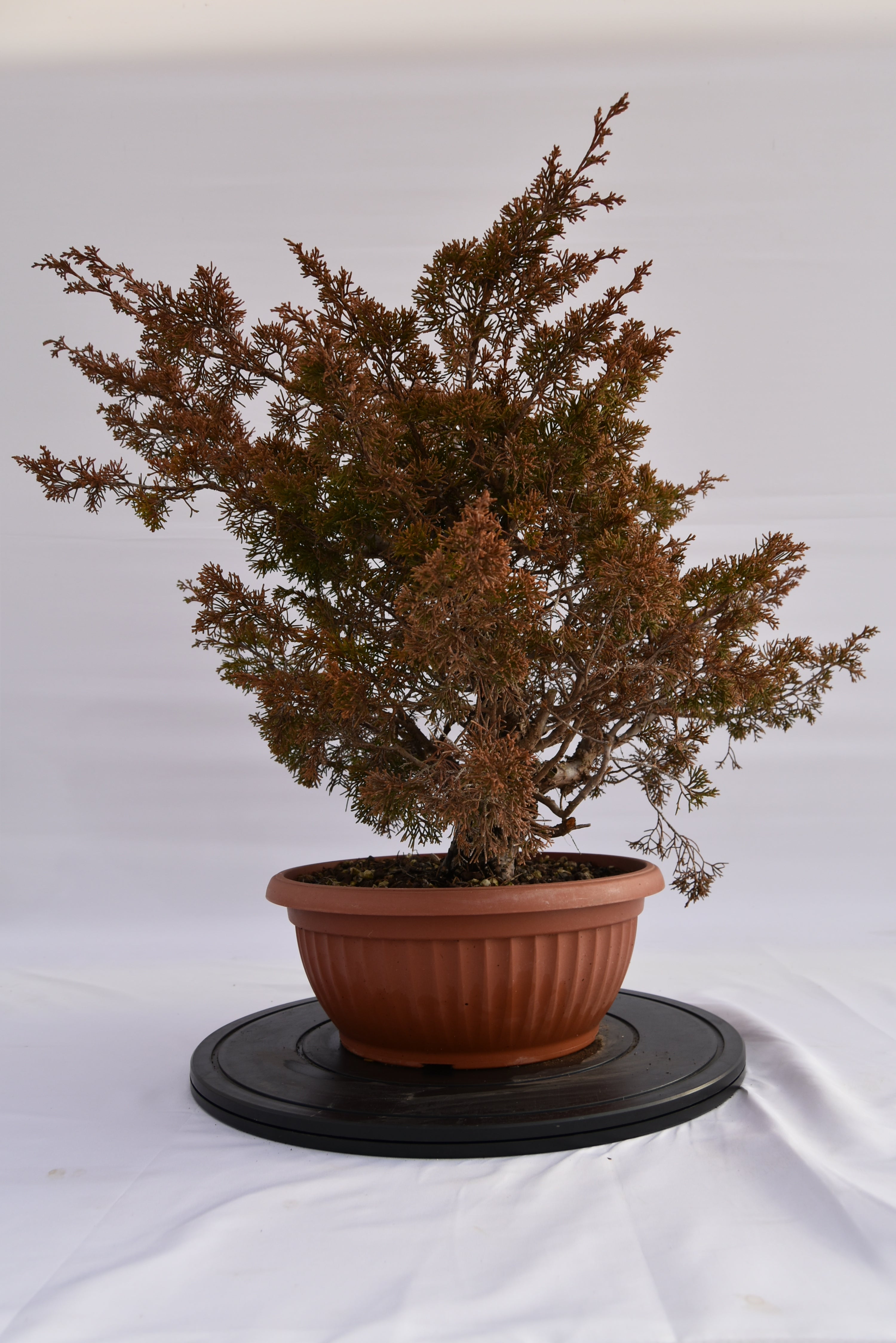 Ginepro Itoigawa € 380 | La Gemma del bonsai