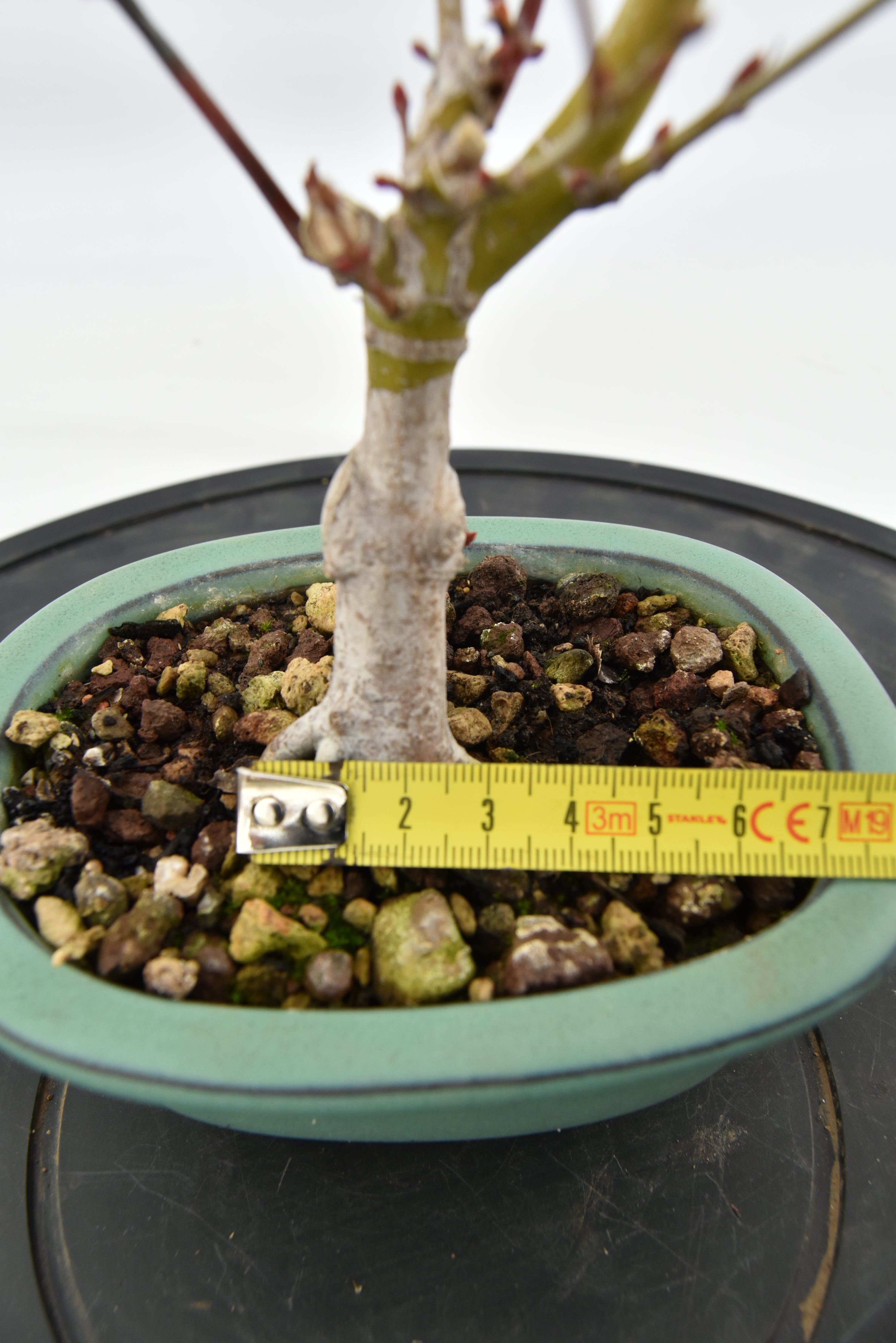 Acero Katsura € 90 | La Gemma del bonsai