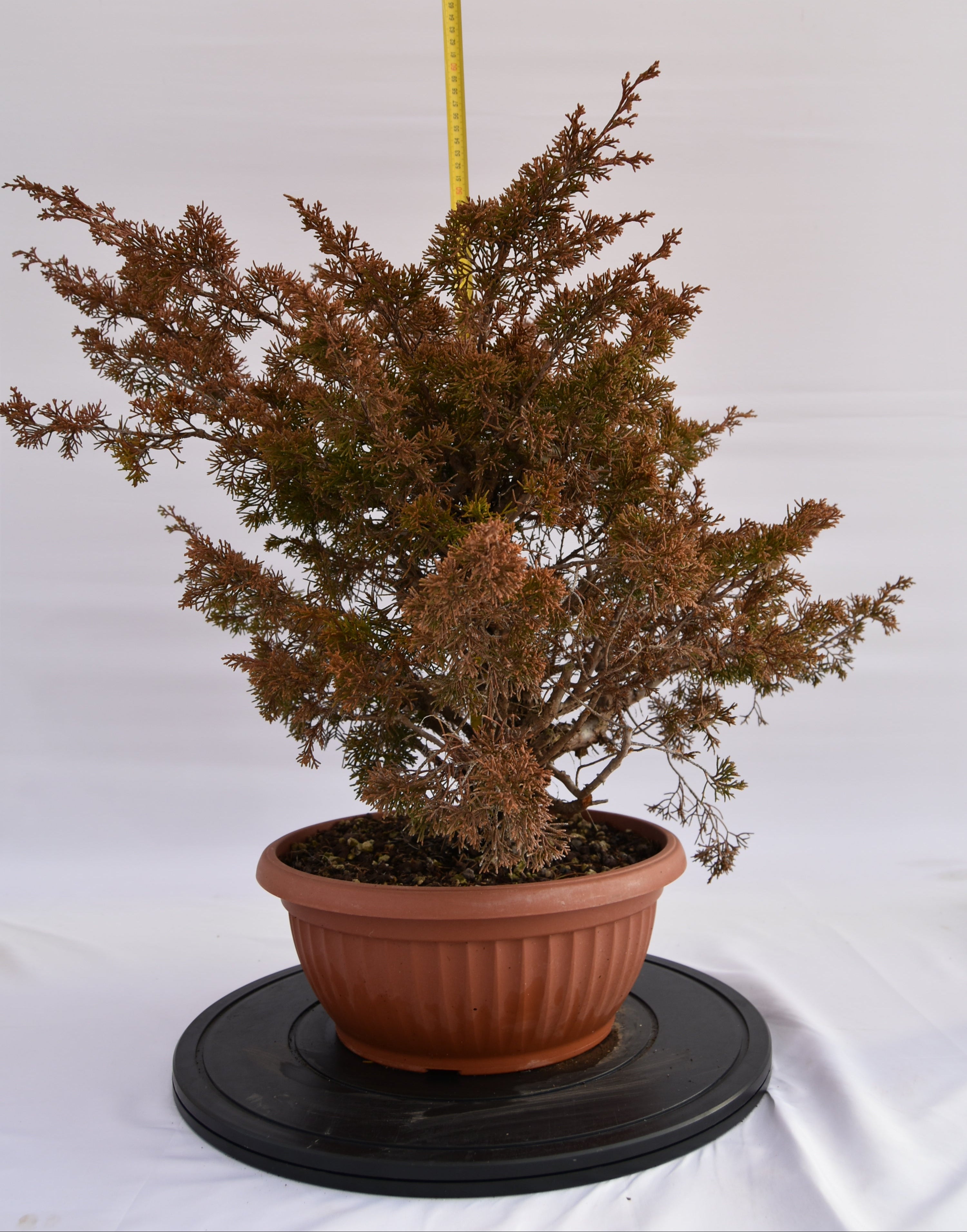Ginepro Itoigawa € 380 | La Gemma del bonsai
