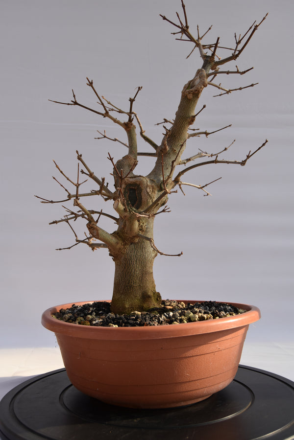 Acero Tridente € 250 | La Gemma del bonsai