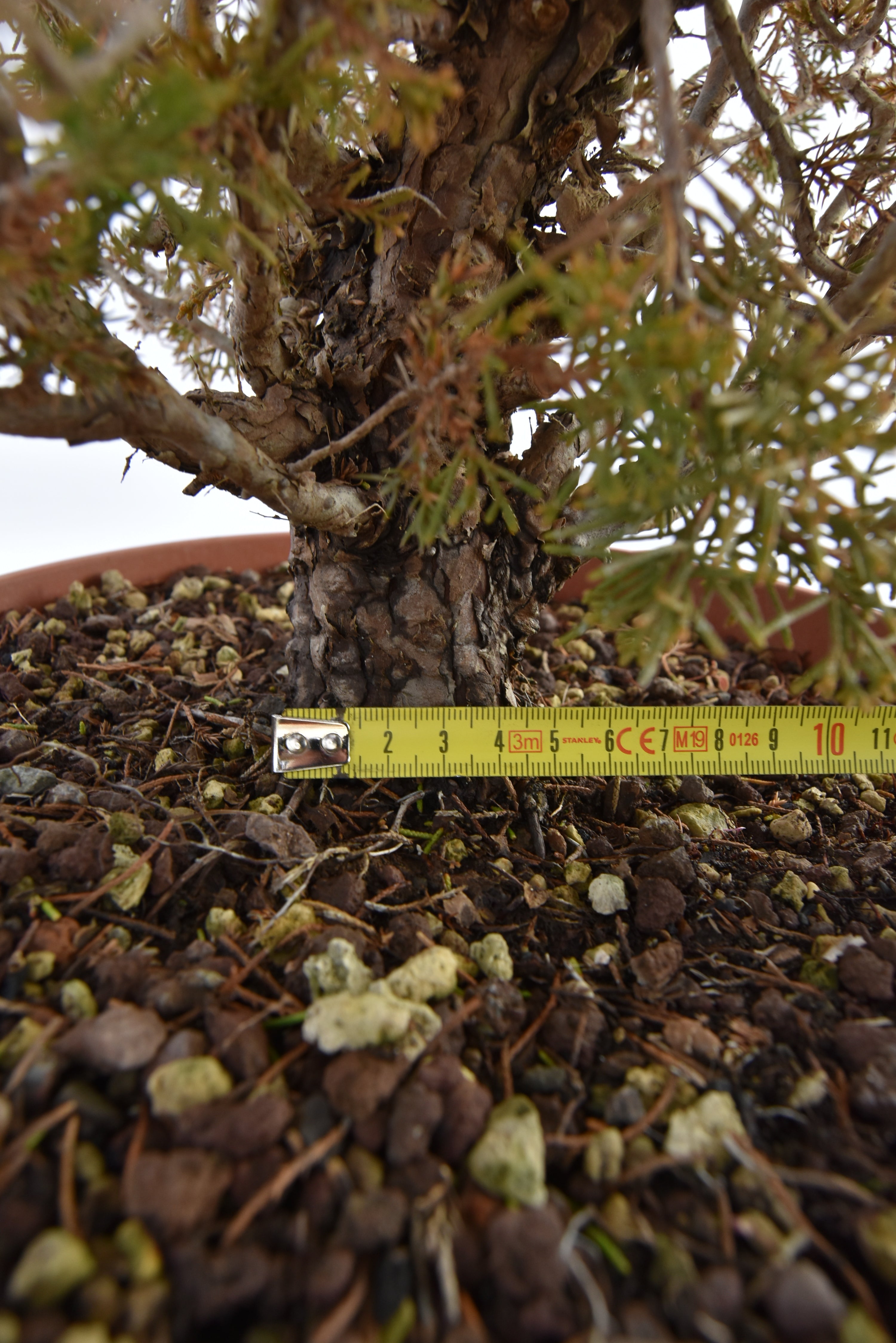 Ginepro Itoigawa € 380 | La Gemma del bonsai