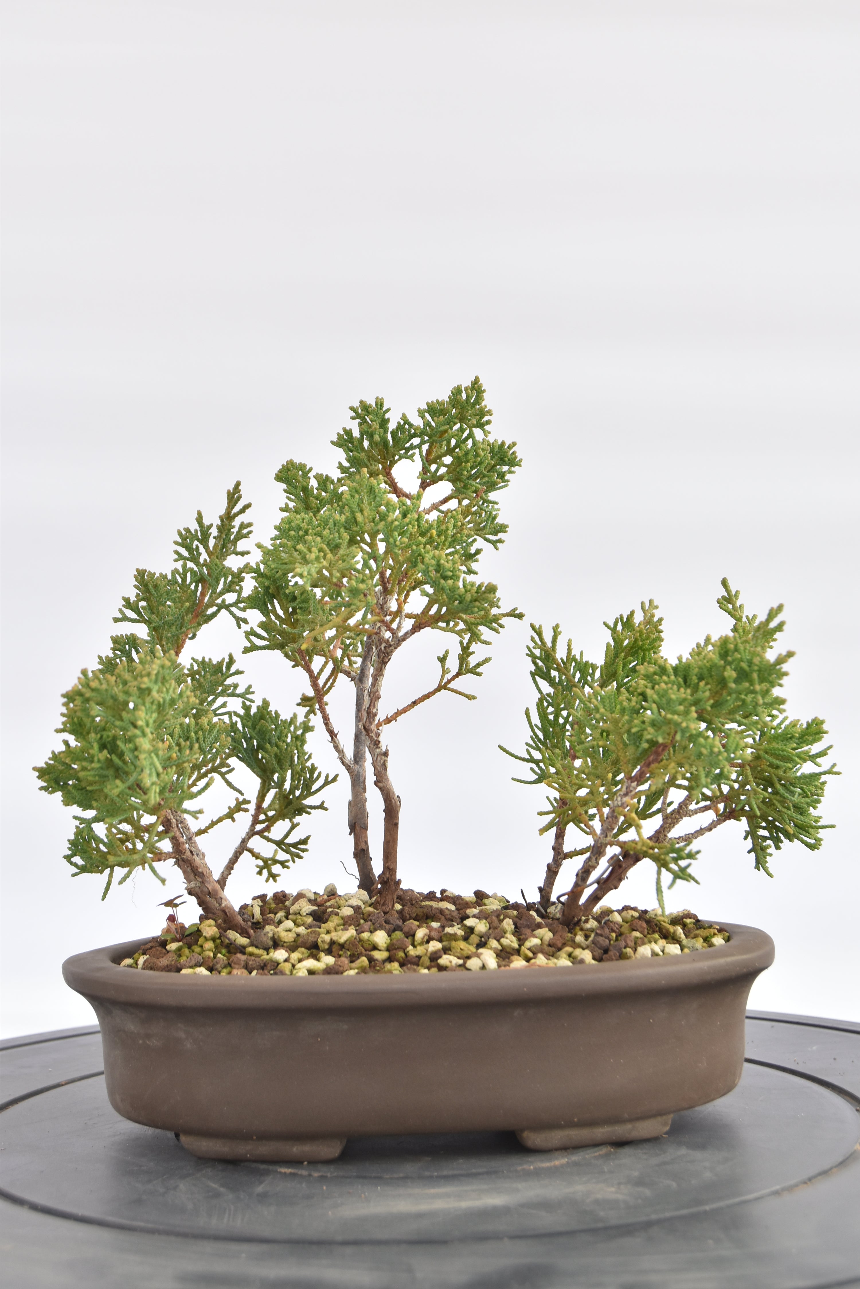 Boschetto Ginepro Kishu € 130 | La Gemma del bonsai