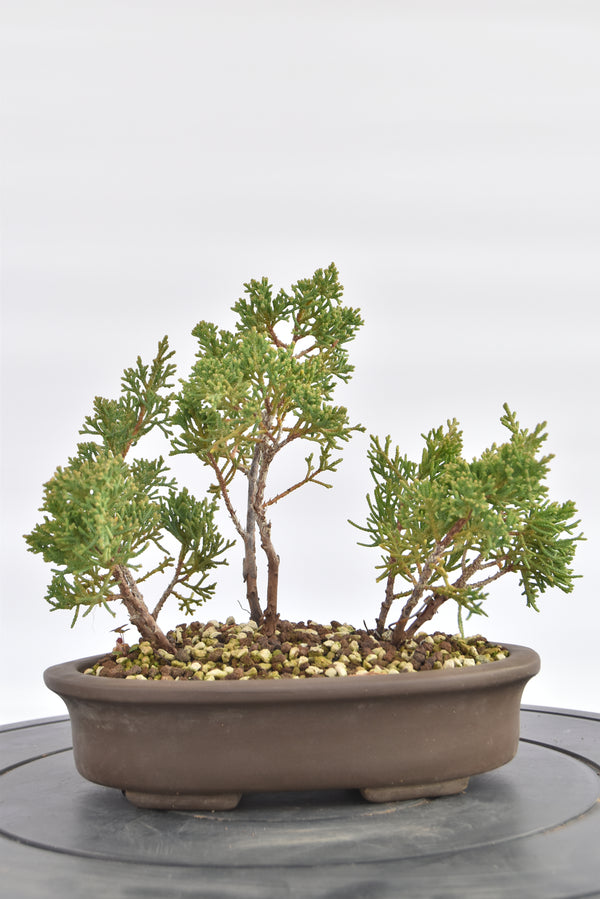 Boschetto Ginepro Kishu € 130 | La Gemma del bonsai