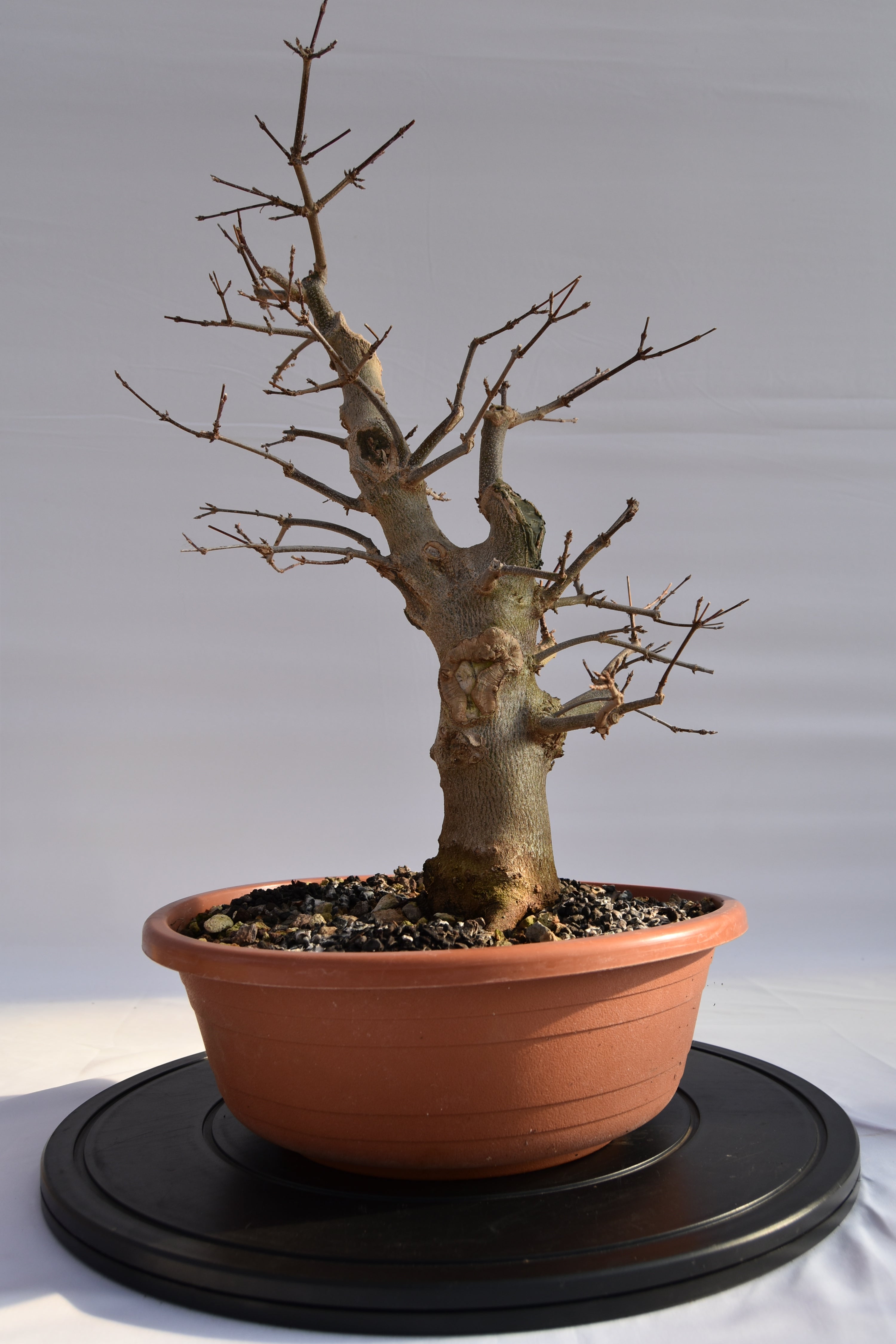 Acero Tridente € 250 | La Gemma del bonsai