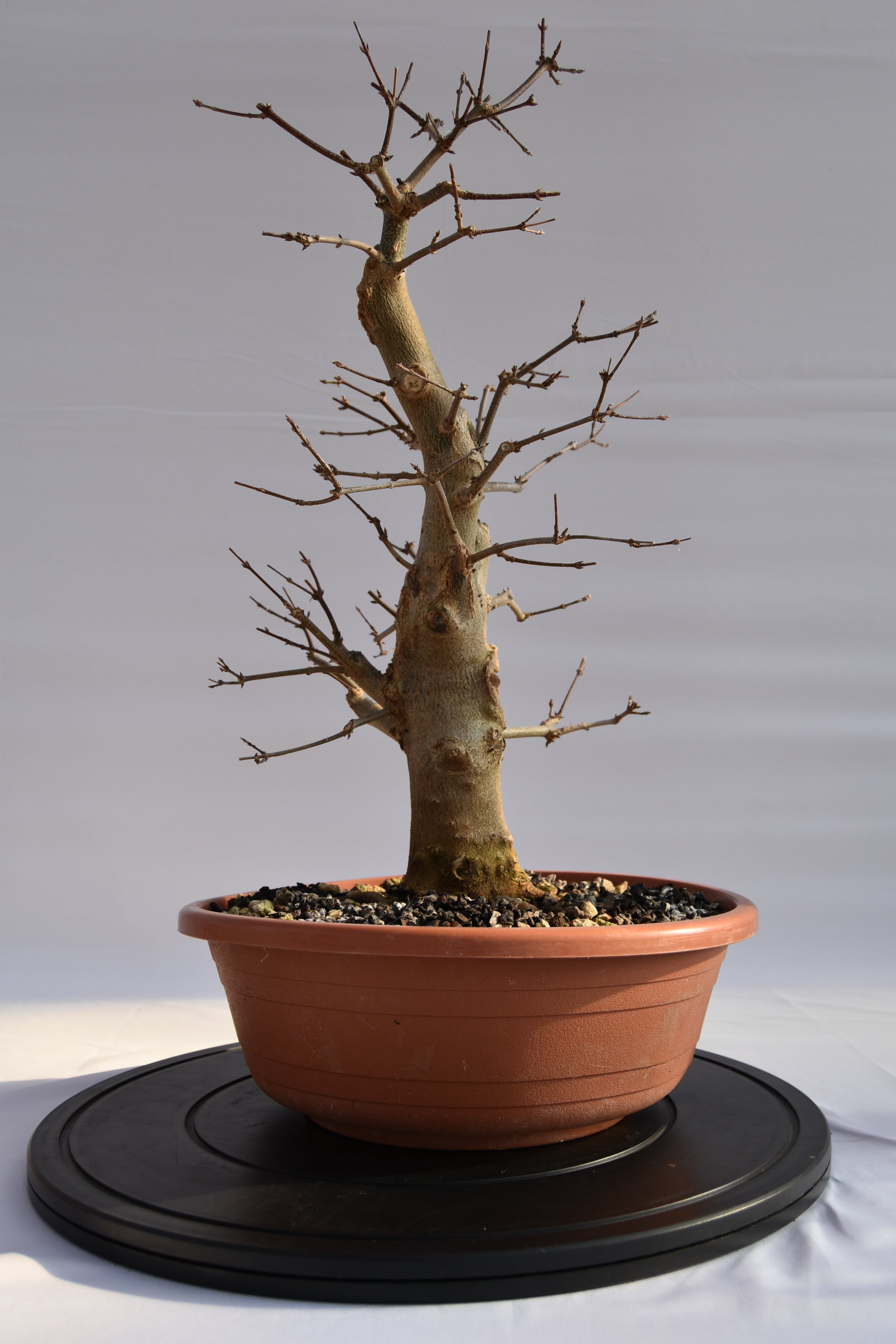 Acero Tridente € 250 | La Gemma del bonsai