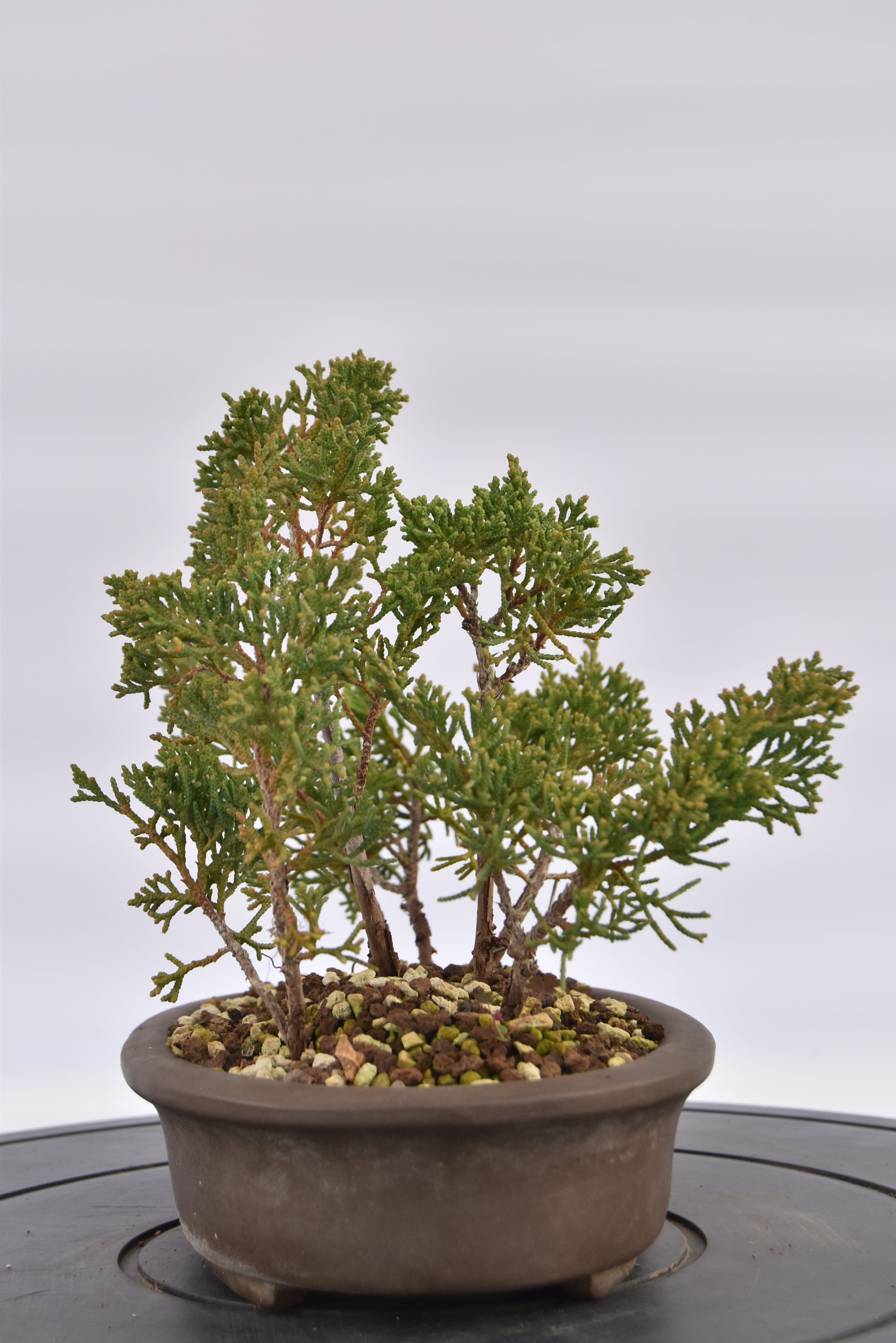 Boschetto Ginepro Kishu € 130 | La Gemma del bonsai