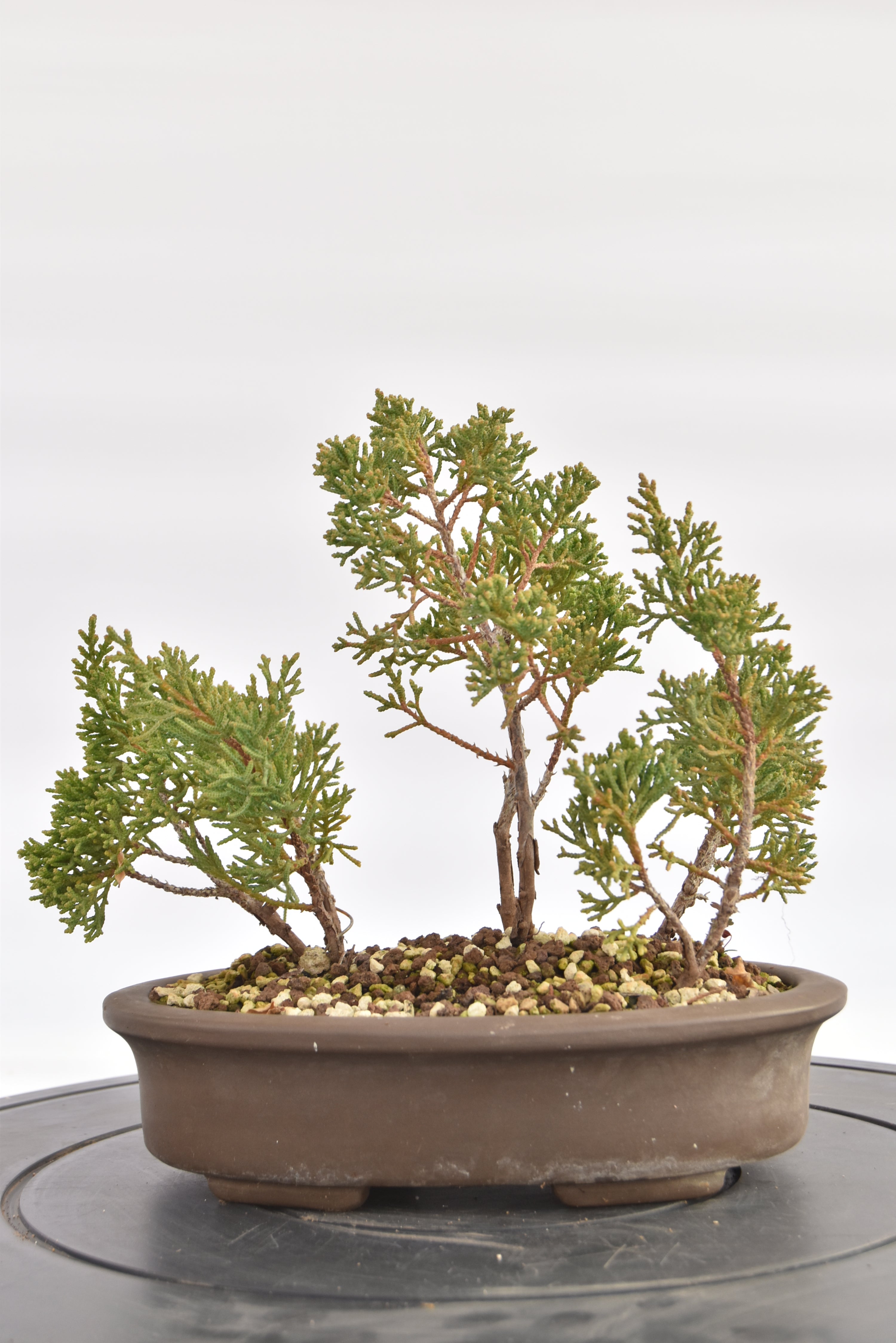 Boschetto Ginepro Kishu € 130 | La Gemma del bonsai