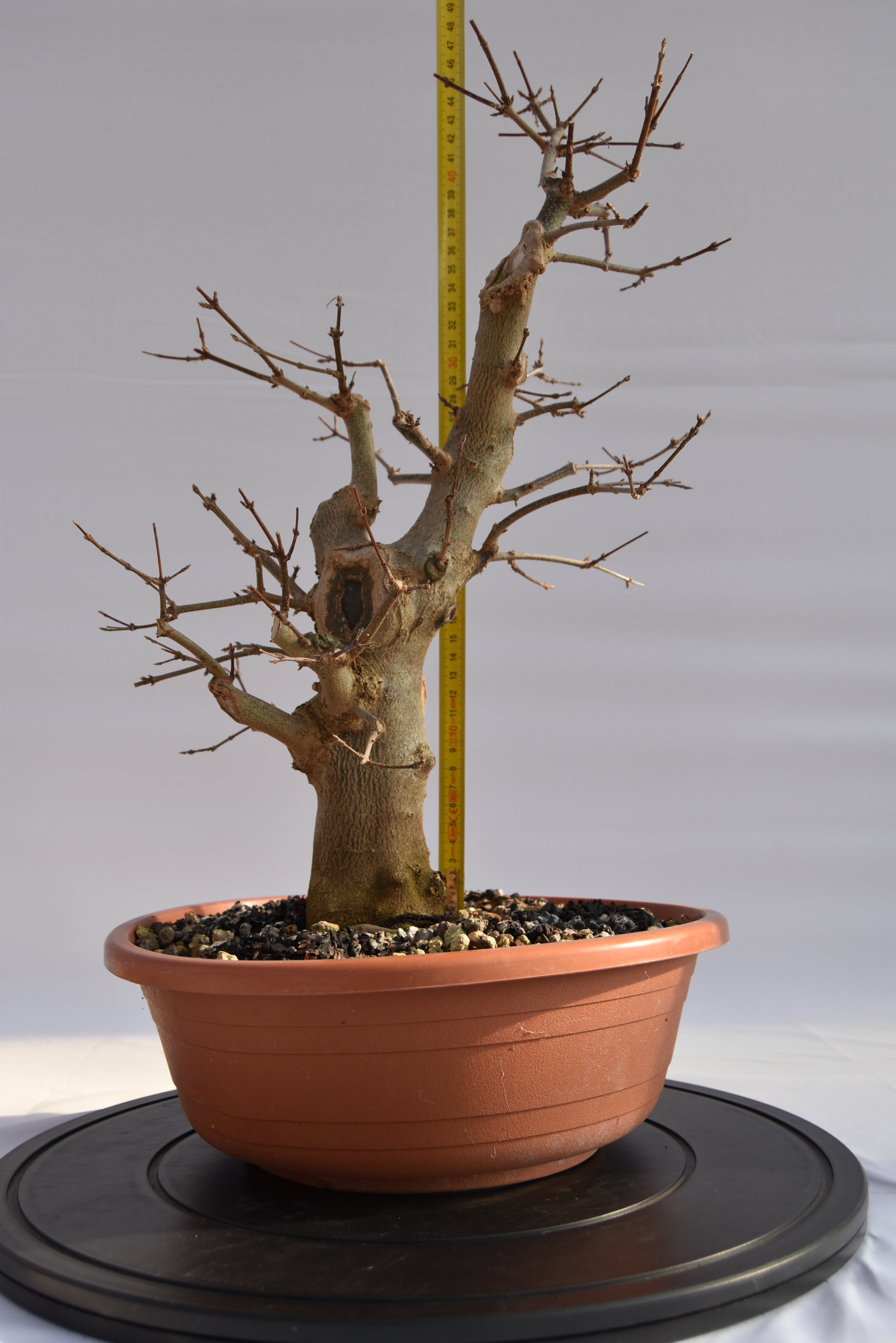 Acero Tridente € 250 | La Gemma del bonsai