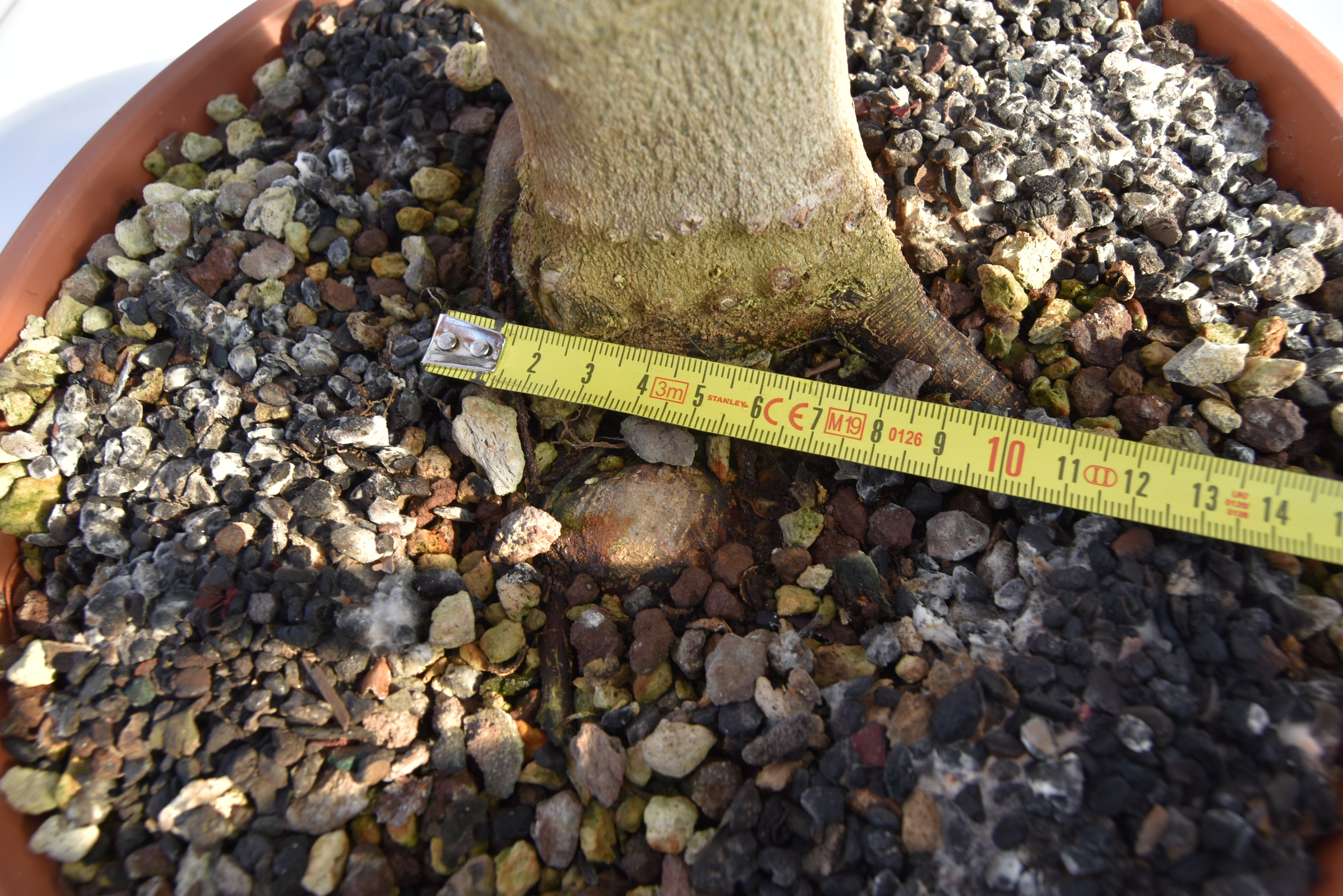 Acero Tridente € 250 | La Gemma del bonsai