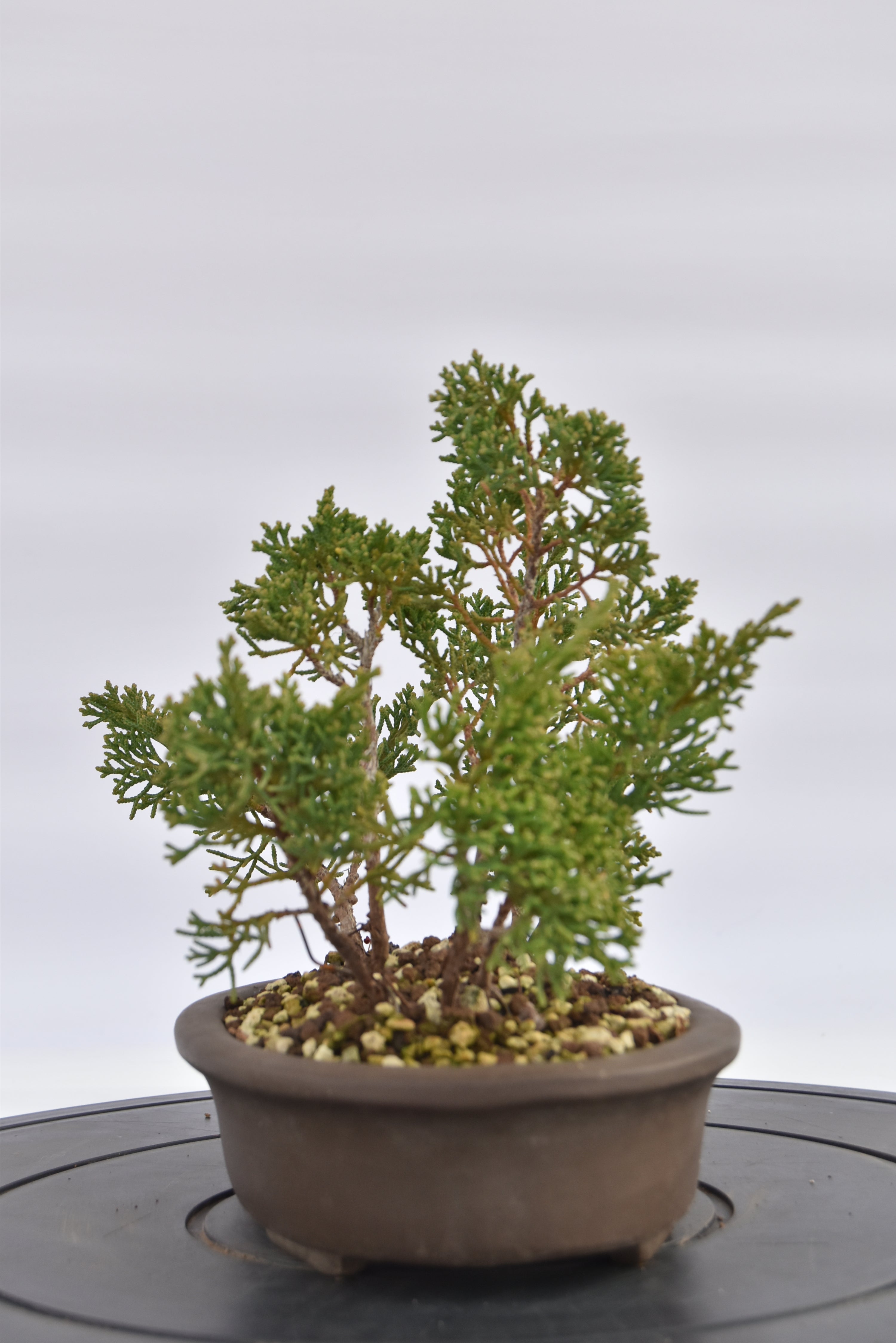 Boschetto Ginepro Kishu € 130 | La Gemma del bonsai