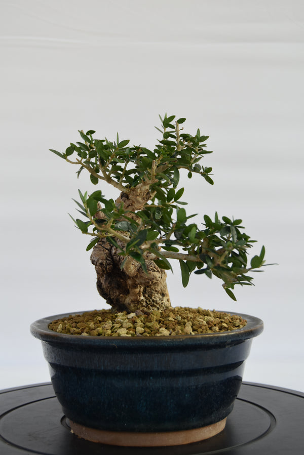 Olivastro € 360 | La Gemma del bonsai