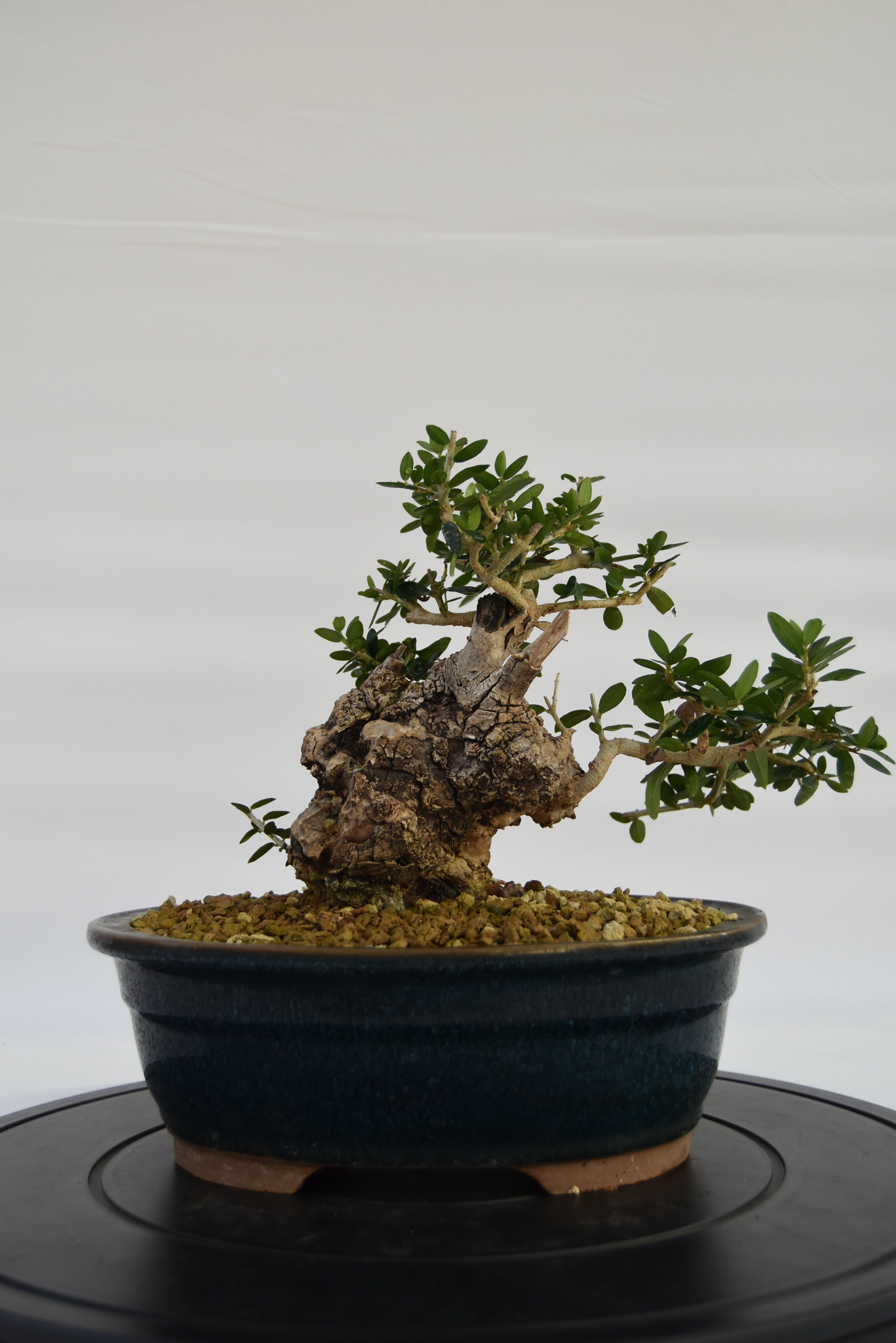 Olivastro € 360 | La Gemma del bonsai