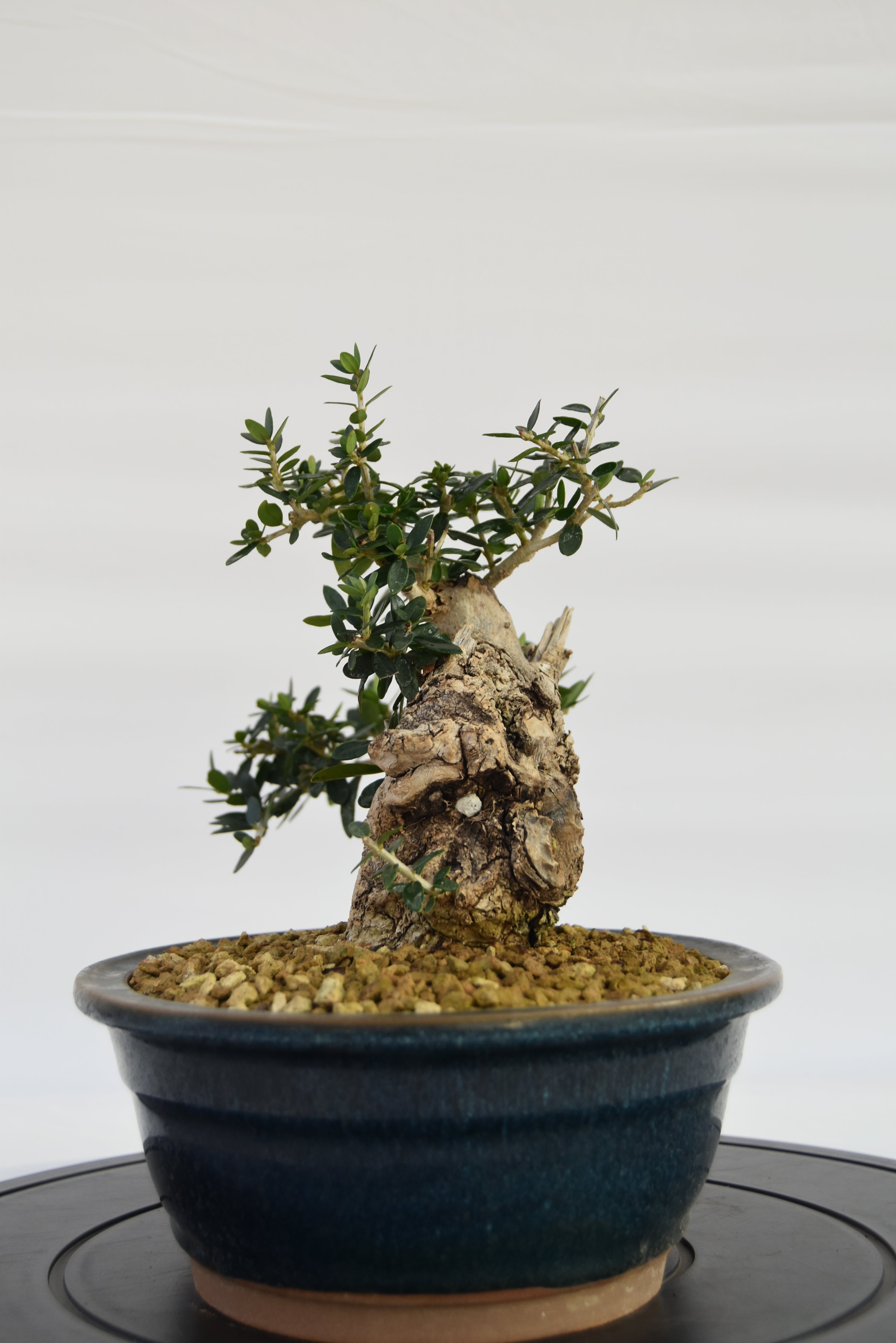 Olivastro € 360 | La Gemma del bonsai