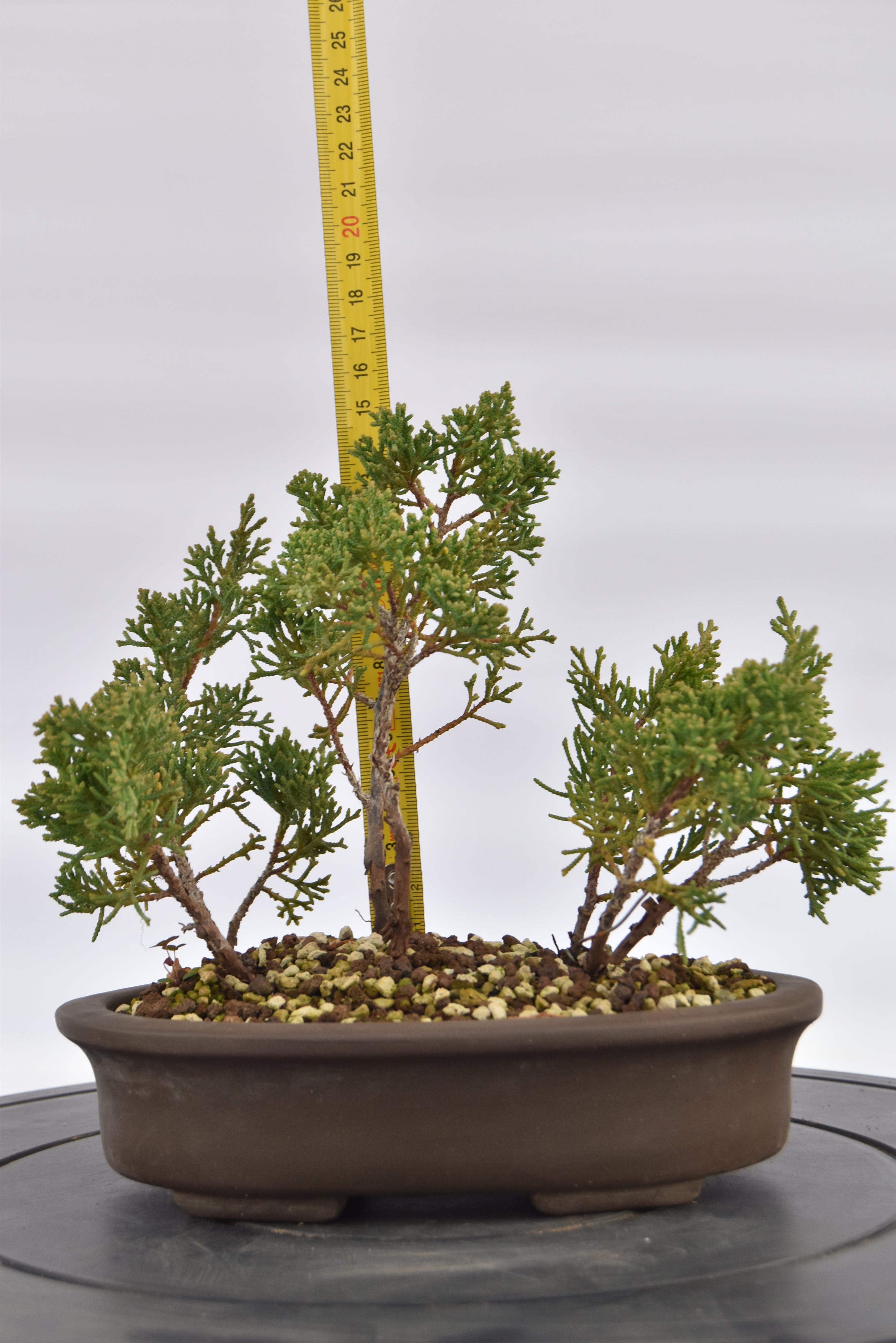 Boschetto Ginepro Kishu € 130 | La Gemma del bonsai