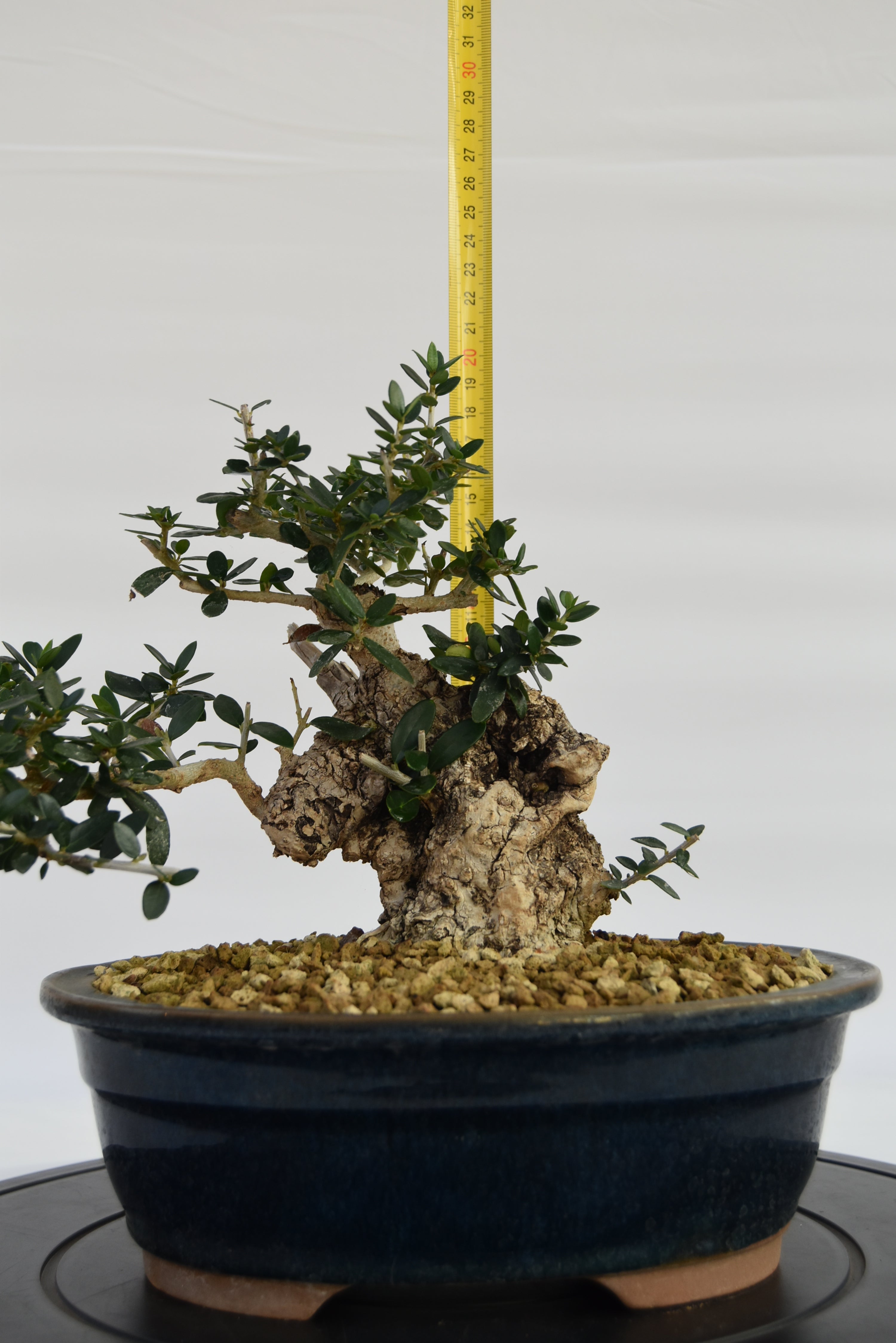 Olivastro € 360 | La Gemma del bonsai