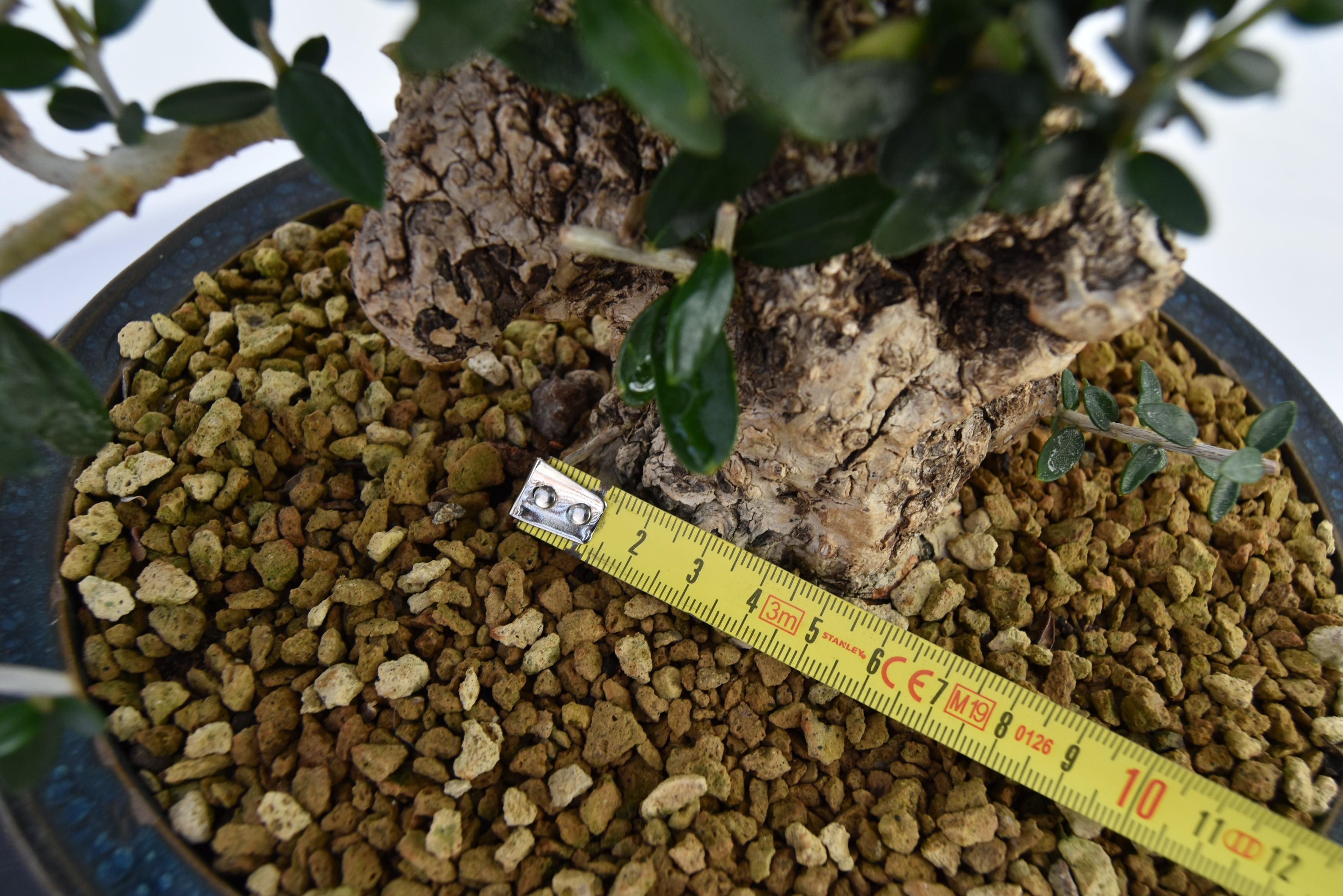 Olivastro € 360 | La Gemma del bonsai