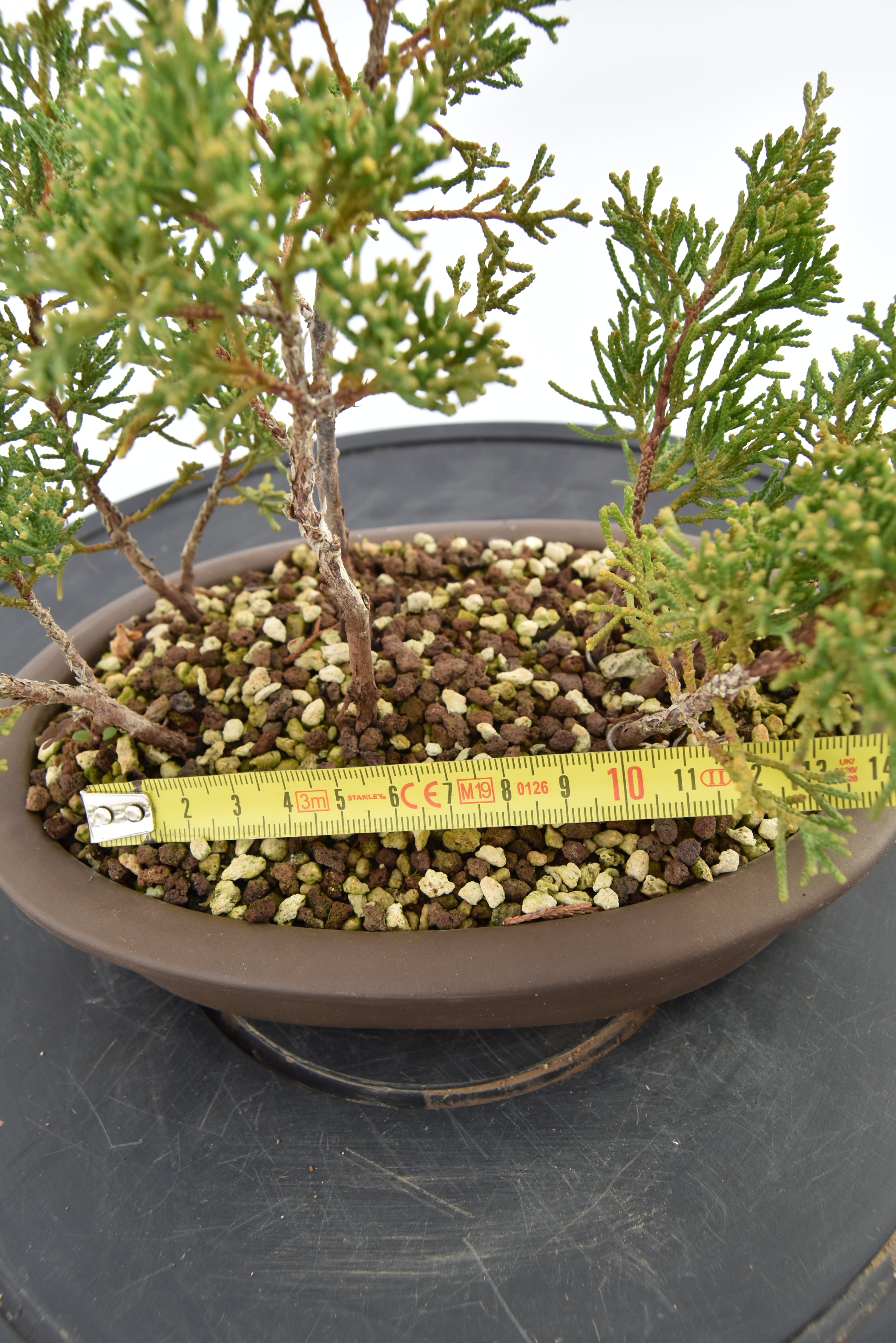Boschetto Ginepro Kishu € 130 | La Gemma del bonsai
