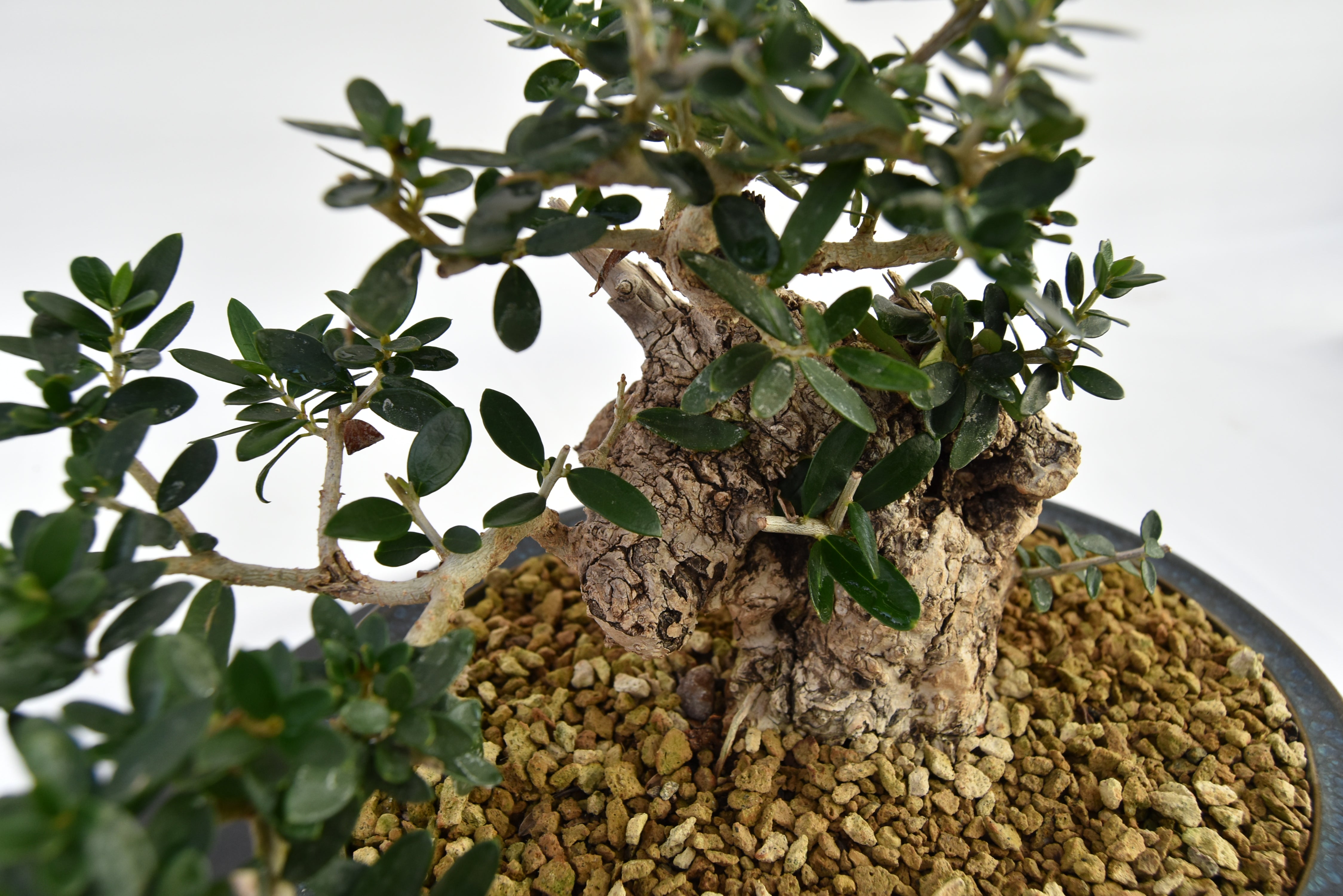 Olivastro € 360 | La Gemma del bonsai