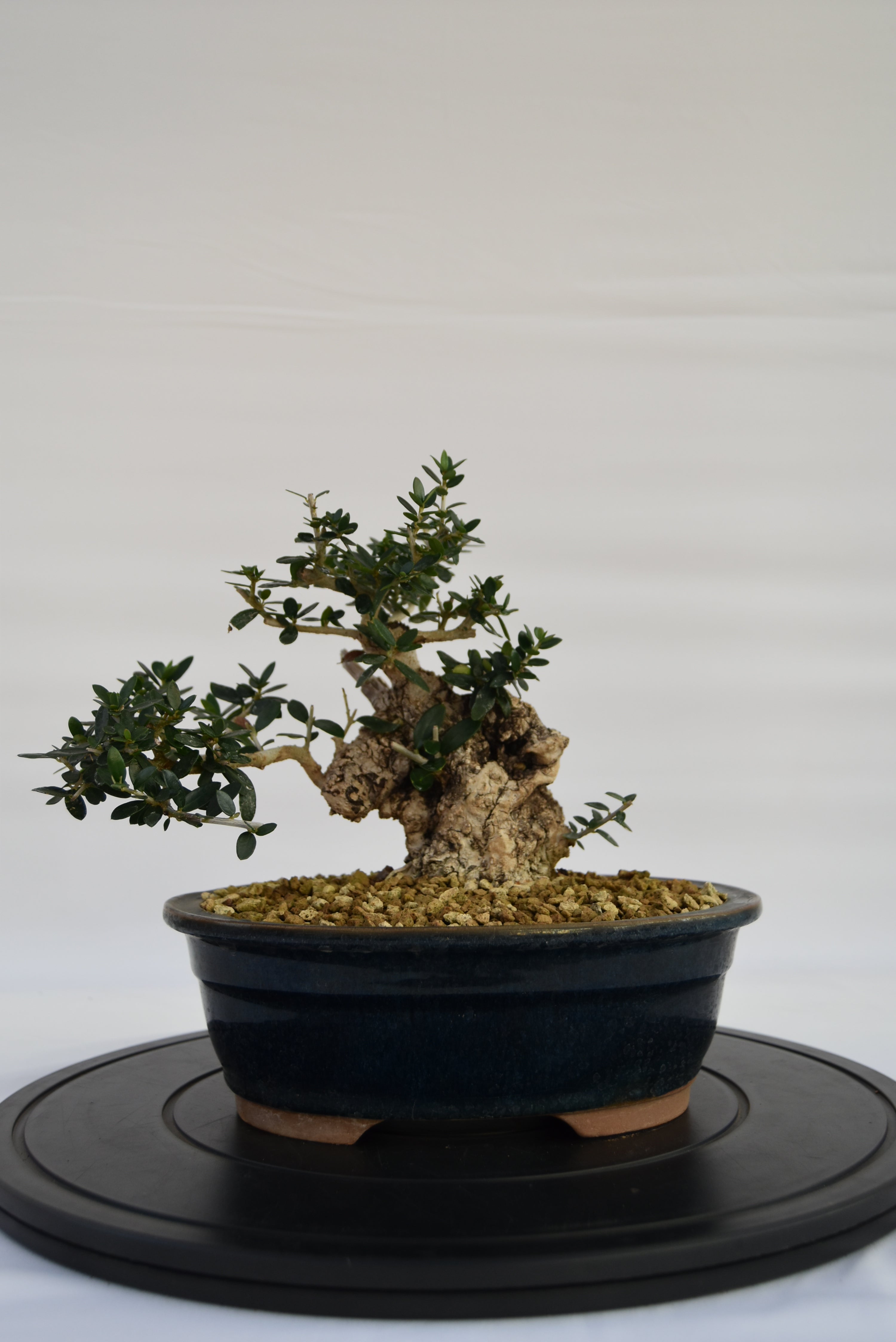Olivastro € 360 | La Gemma del bonsai