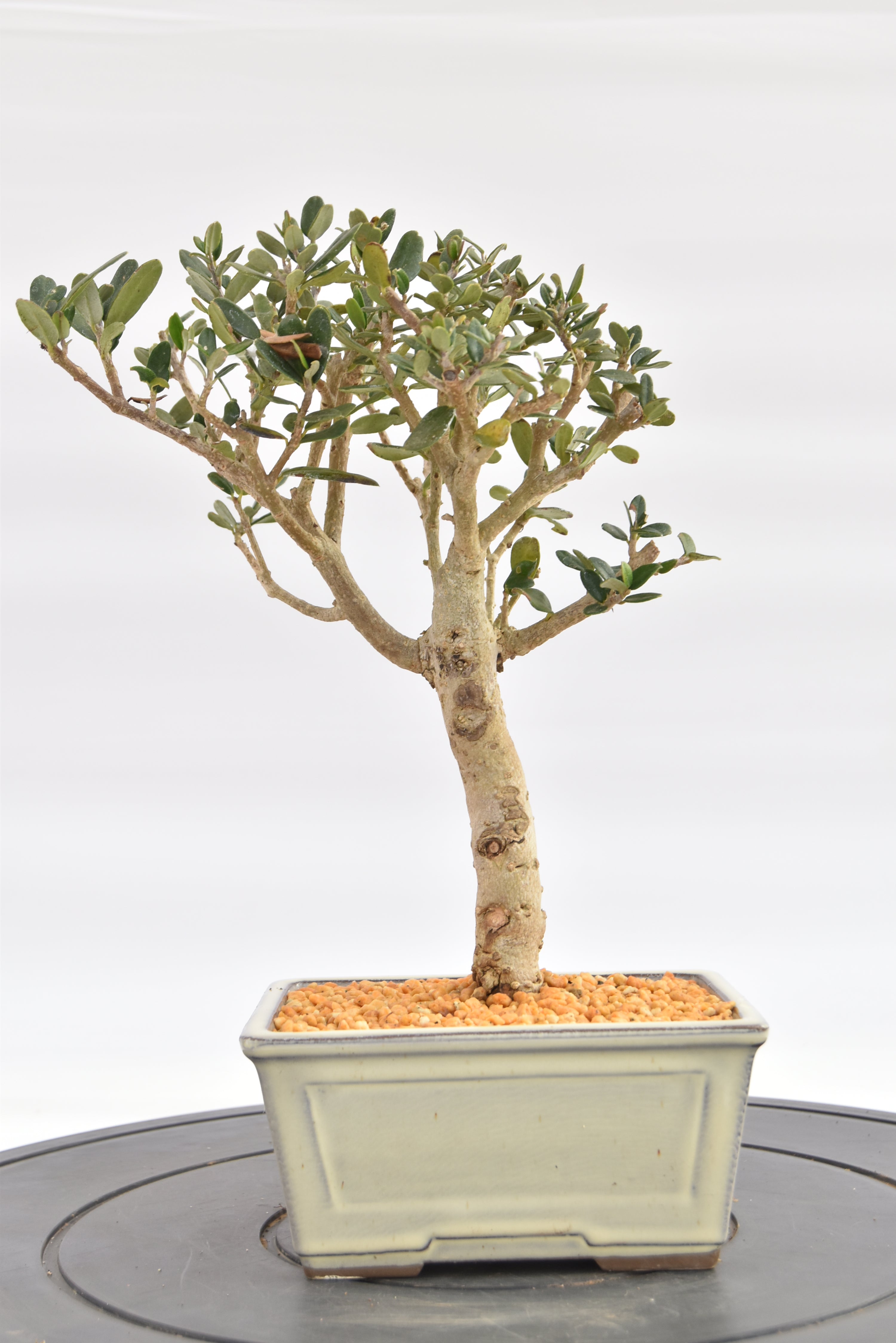 Olivastro € 150 | La Gemma del bonsai