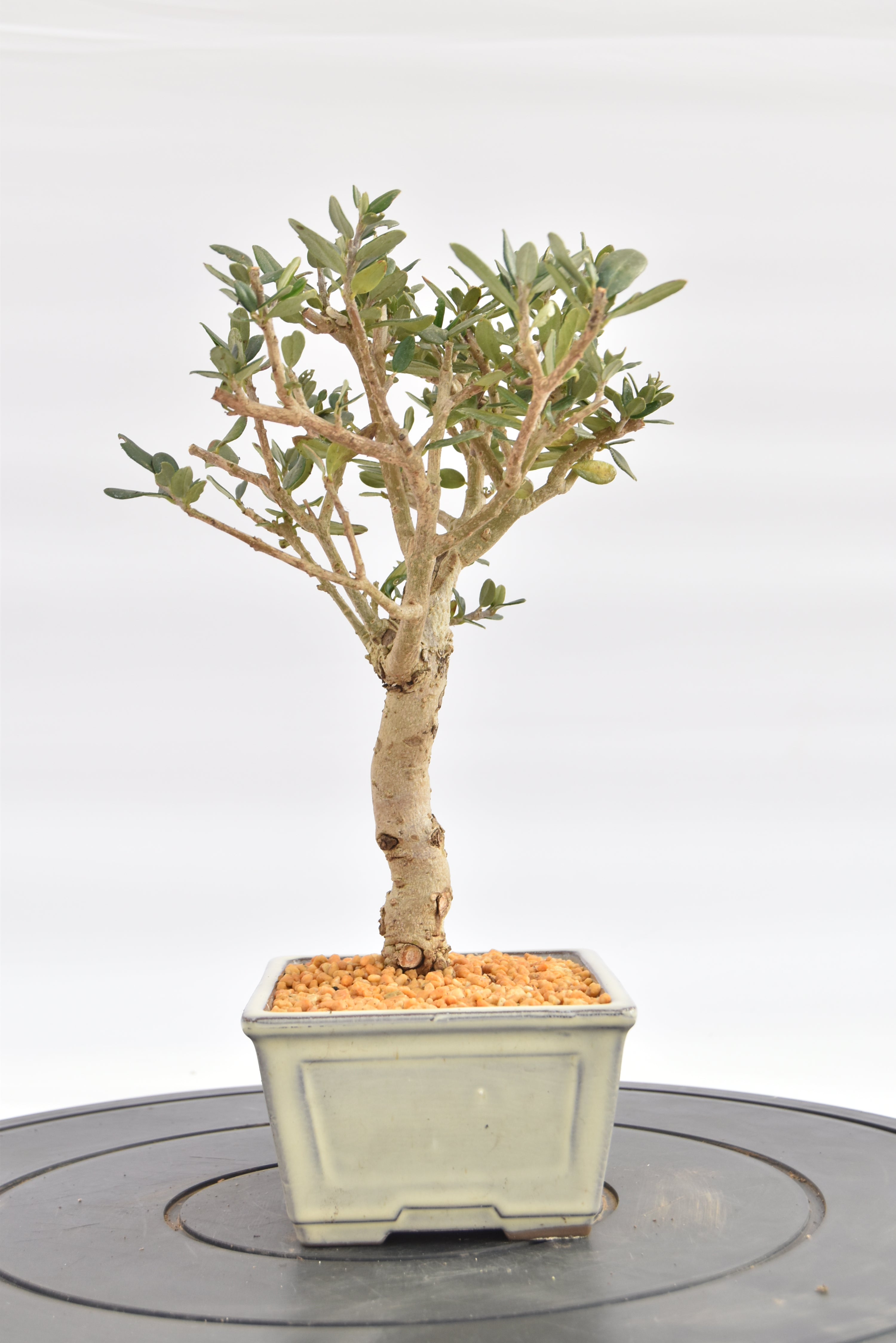 Olivastro € 150 | La Gemma del bonsai