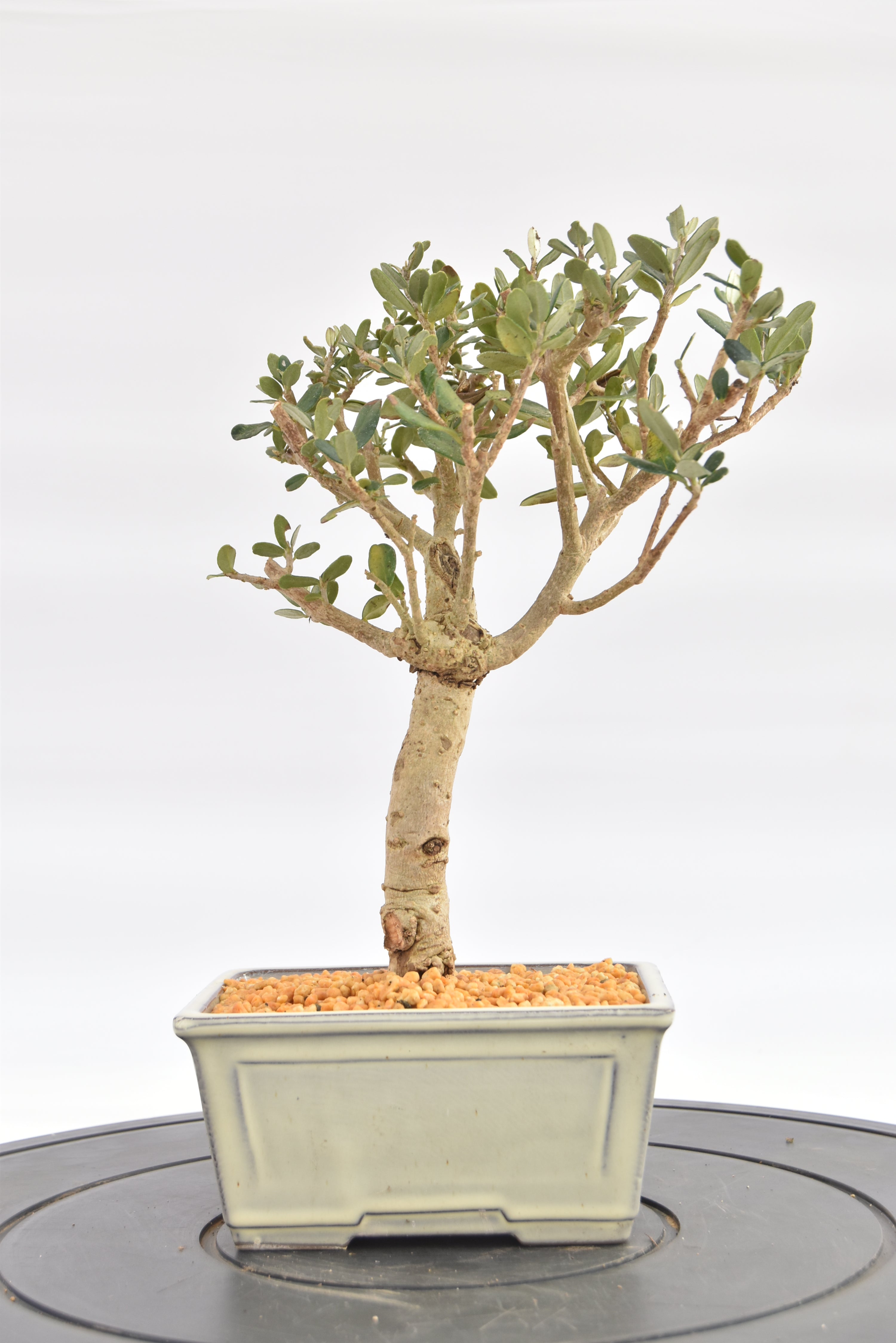 Olivastro € 150 | La Gemma del bonsai