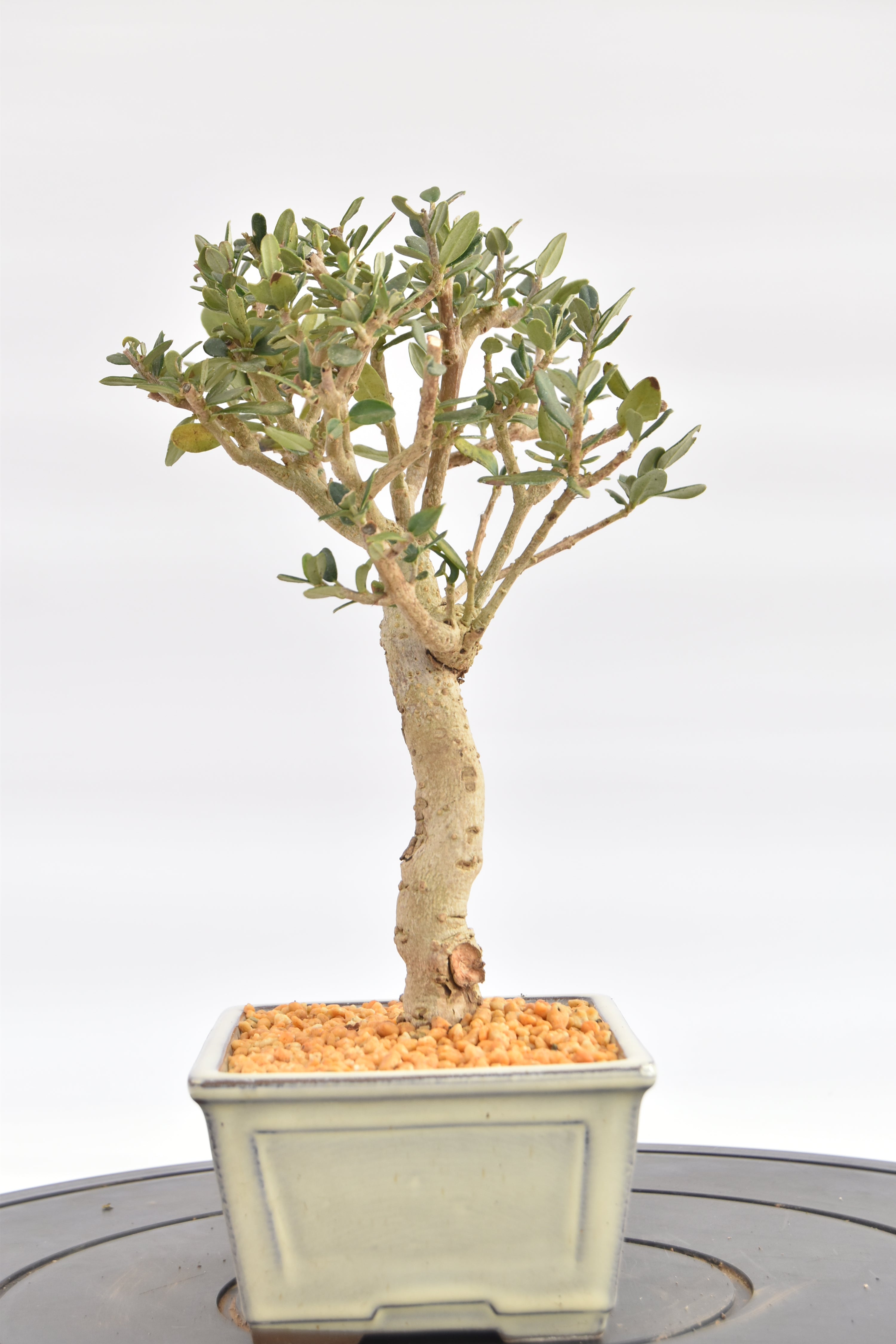 Olivastro € 150 | La Gemma del bonsai