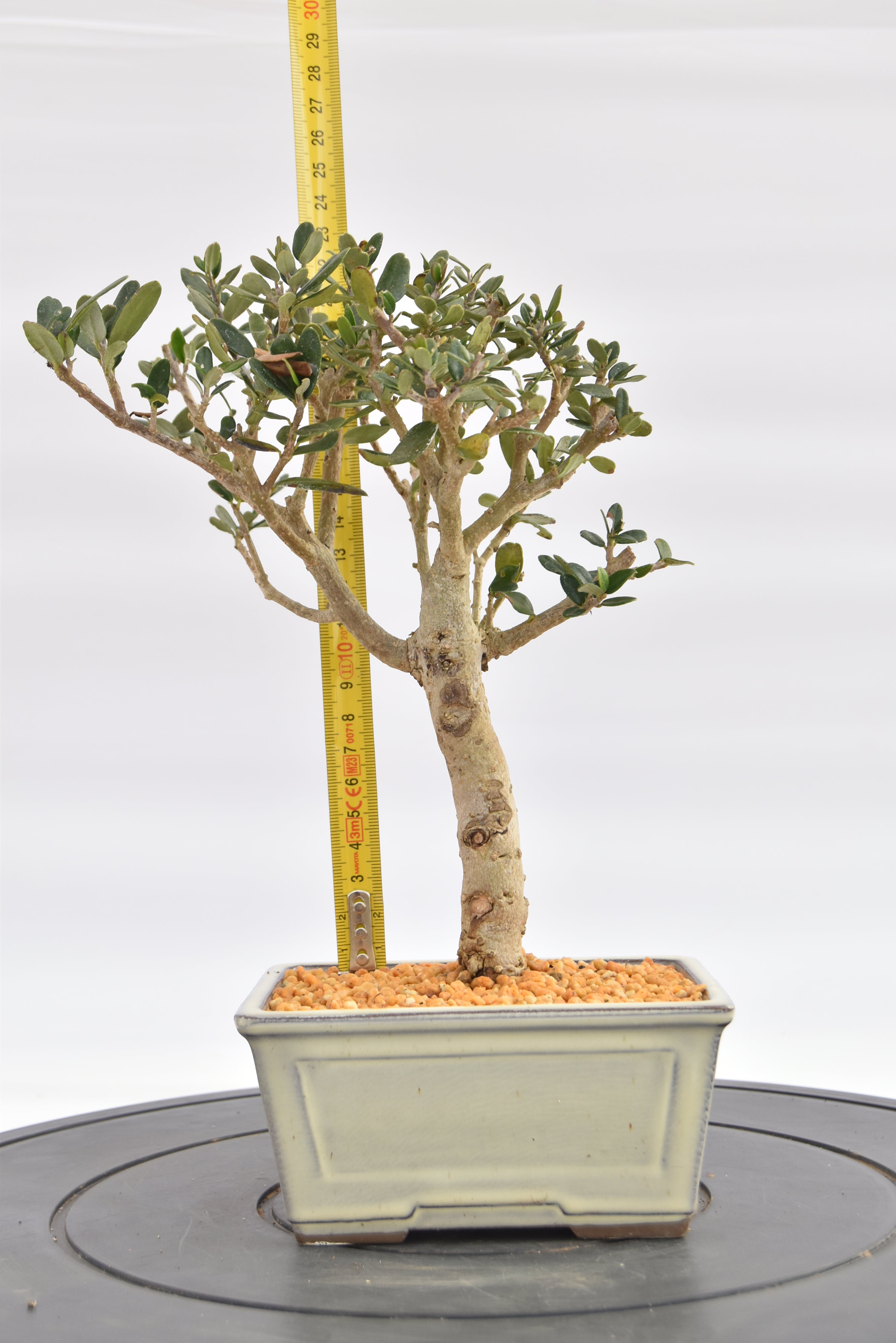 Olivastro € 150 | La Gemma del bonsai