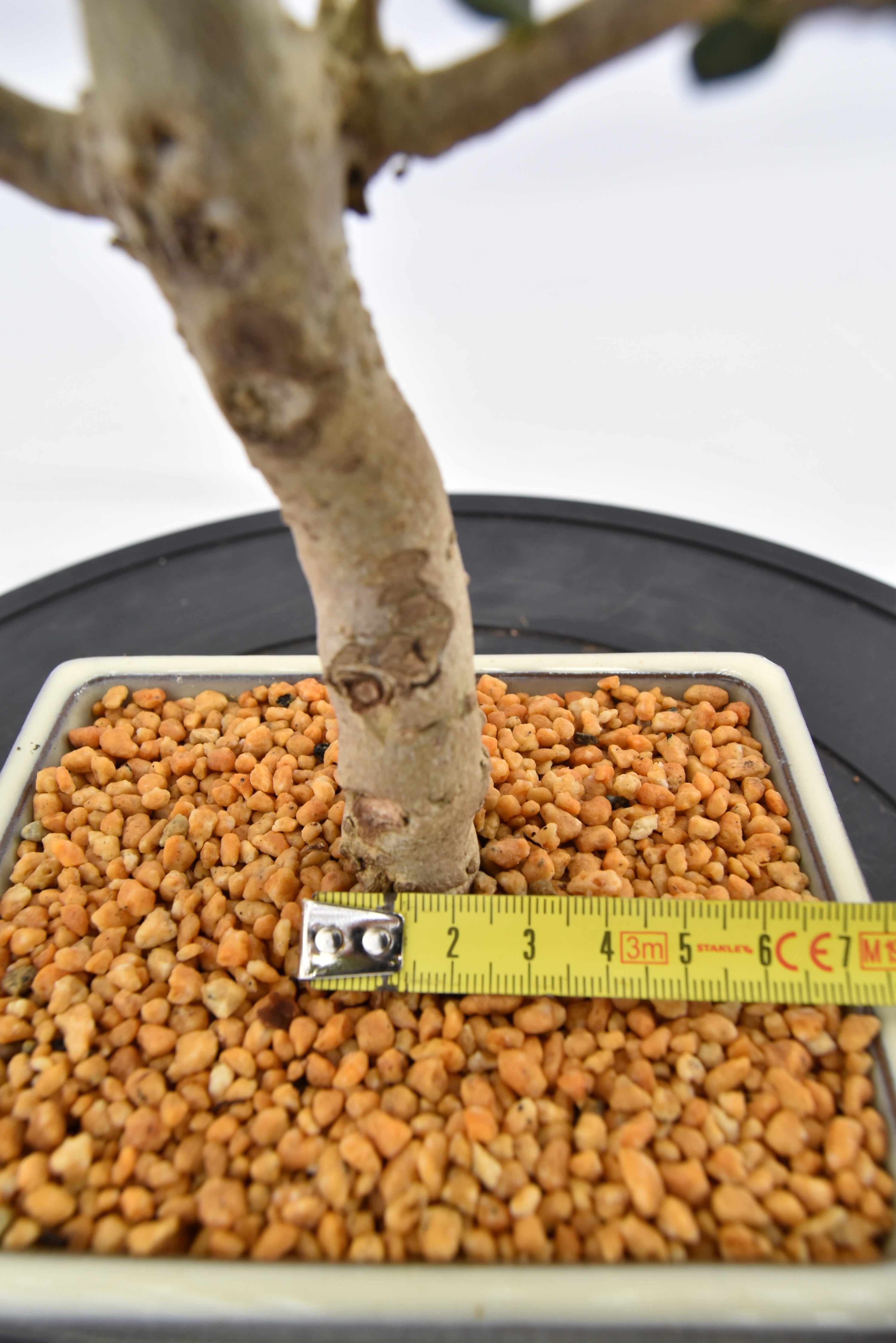 Olivastro € 150 | La Gemma del bonsai