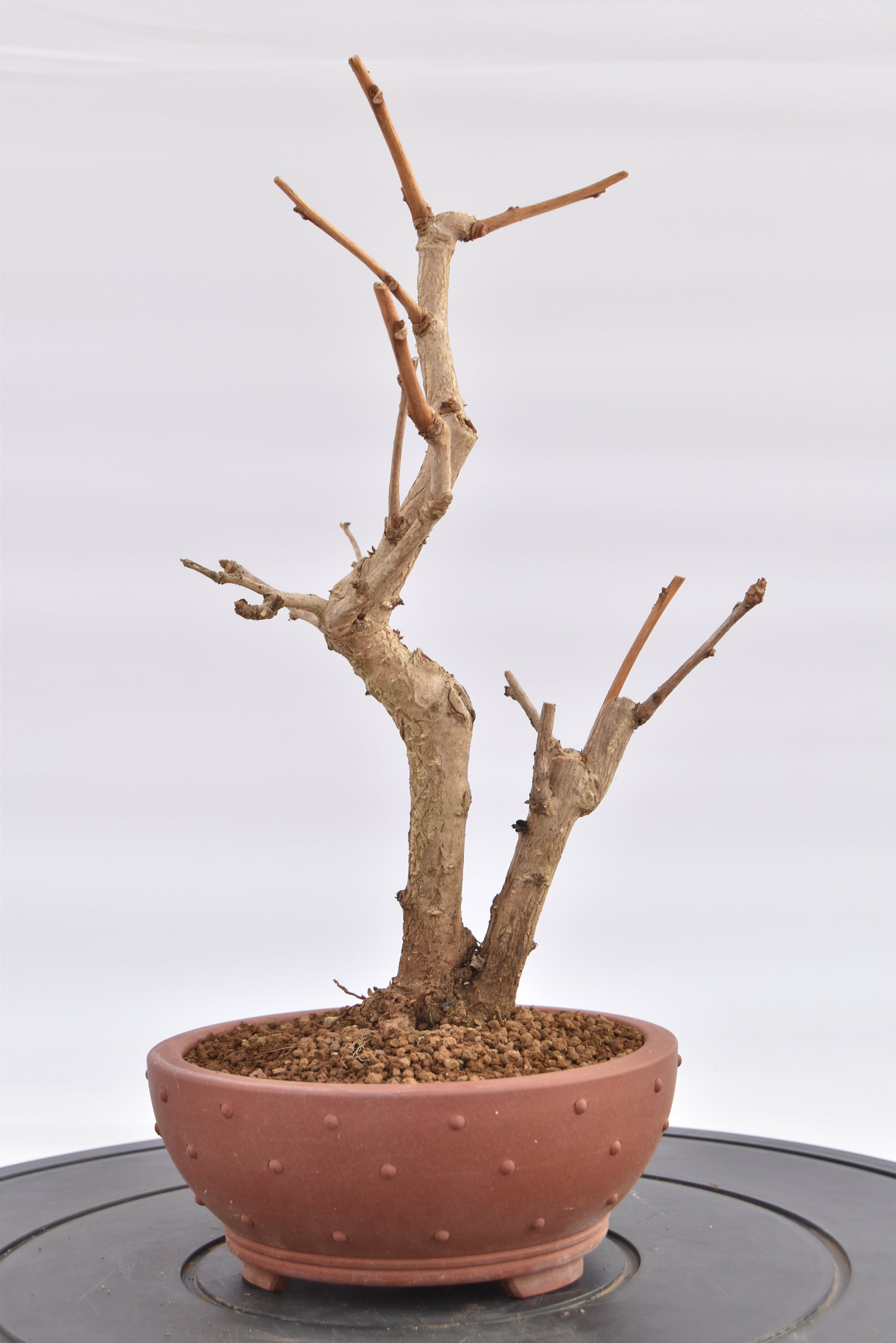 Ginkgo Biloba € 120 | La Gemma del bonsai