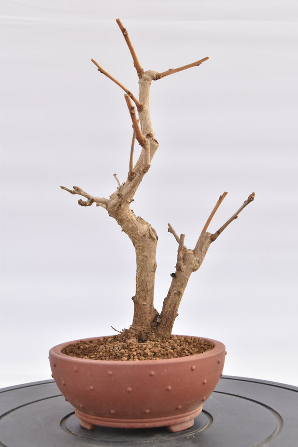 Ginkgo Biloba € 120 | La Gemma del bonsai
