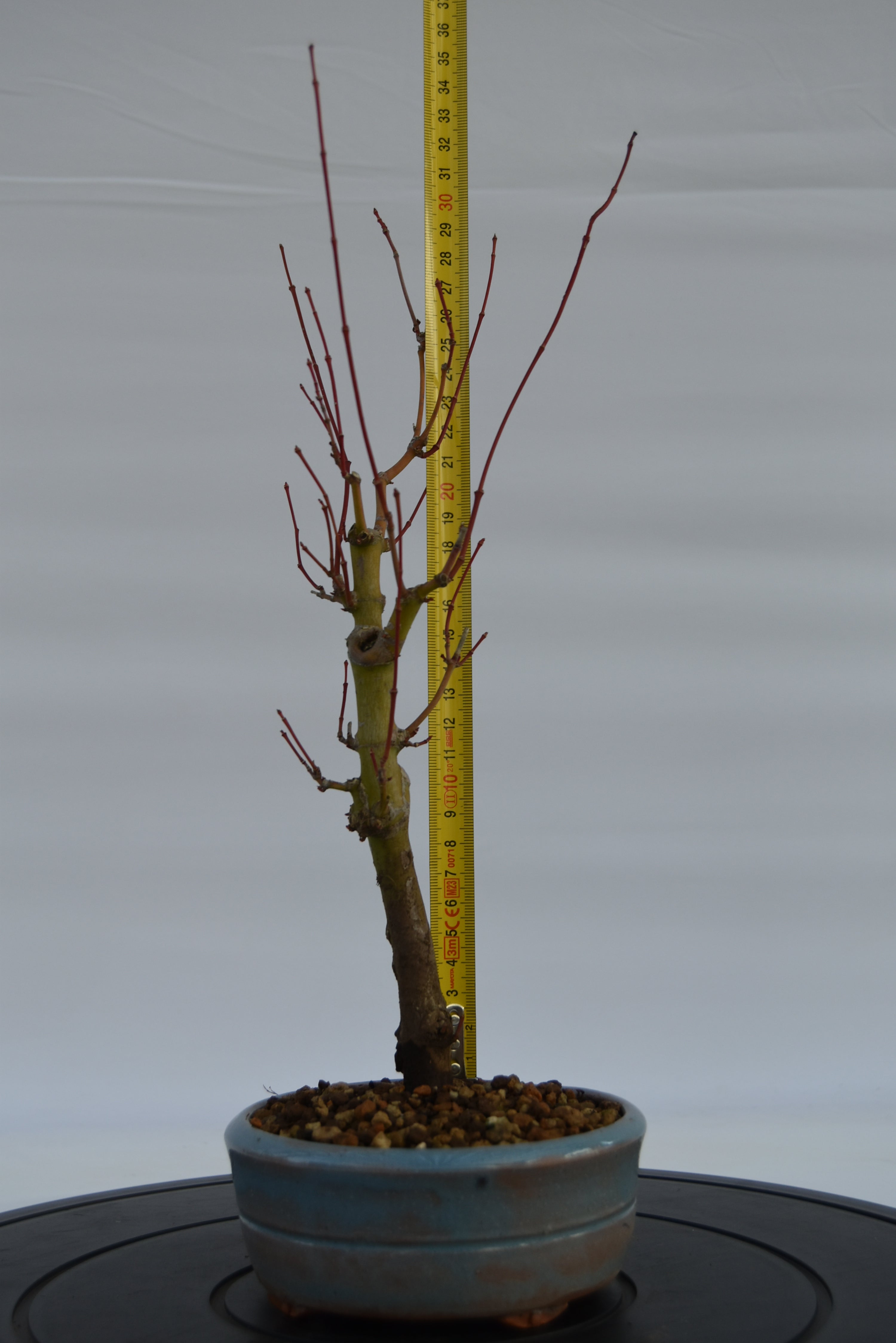 Acero Katsura € 140 | La Gemma del bonsai