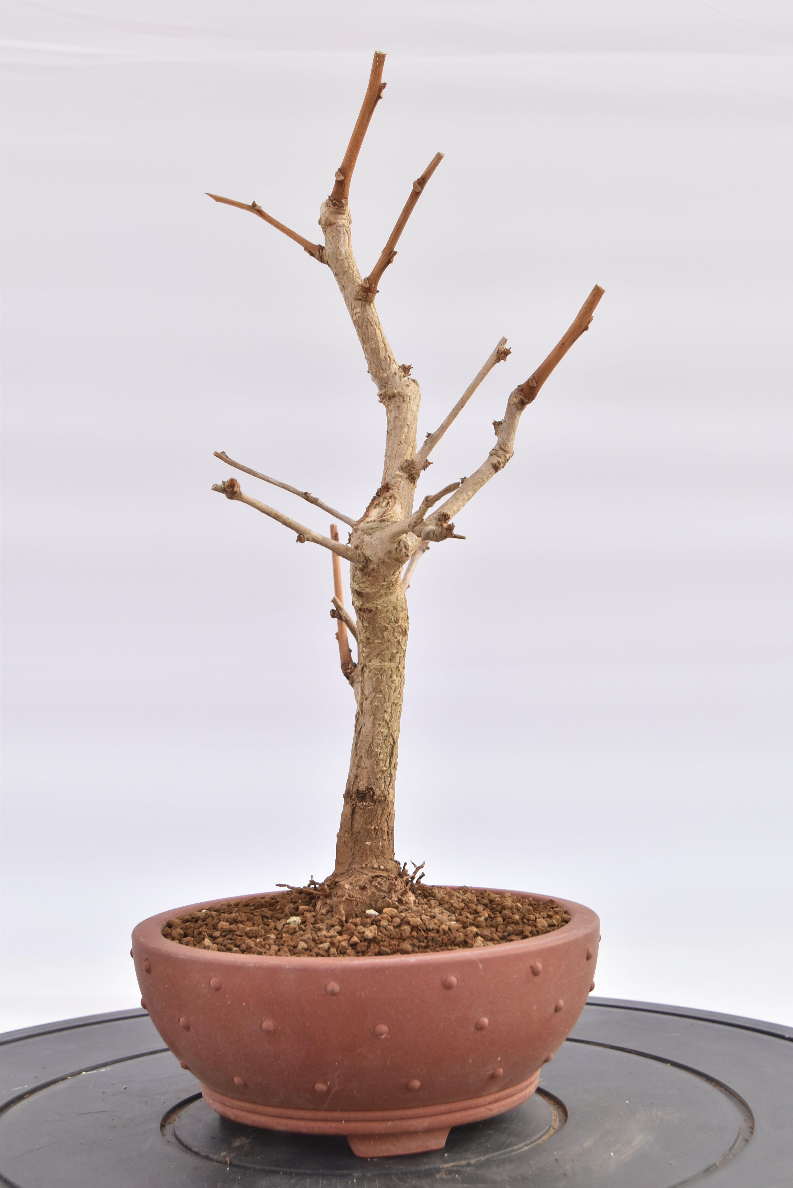 Ginkgo Biloba € 120 | La Gemma del bonsai