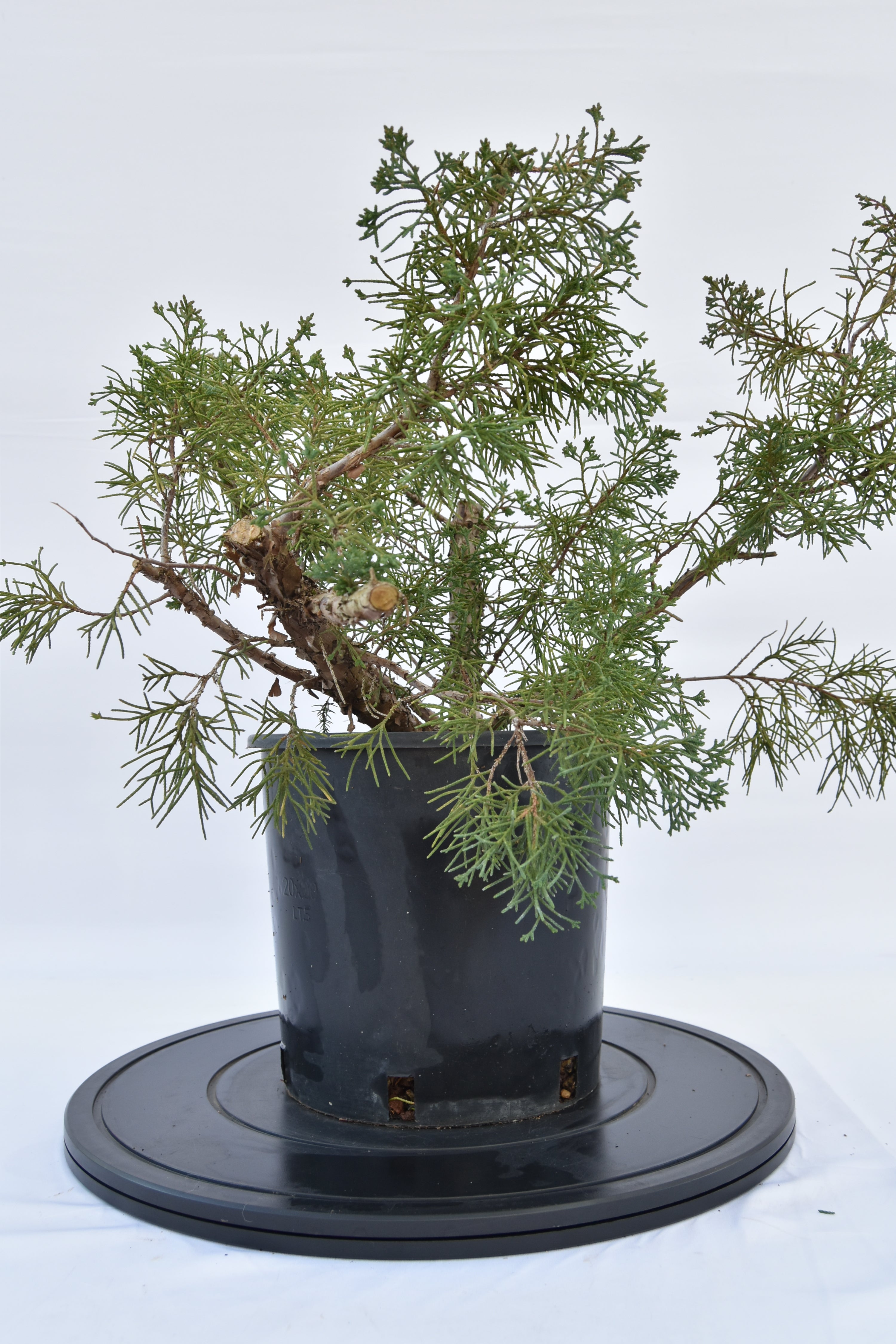 Ginepro Kishu € 100 | La Gemma del bonsai