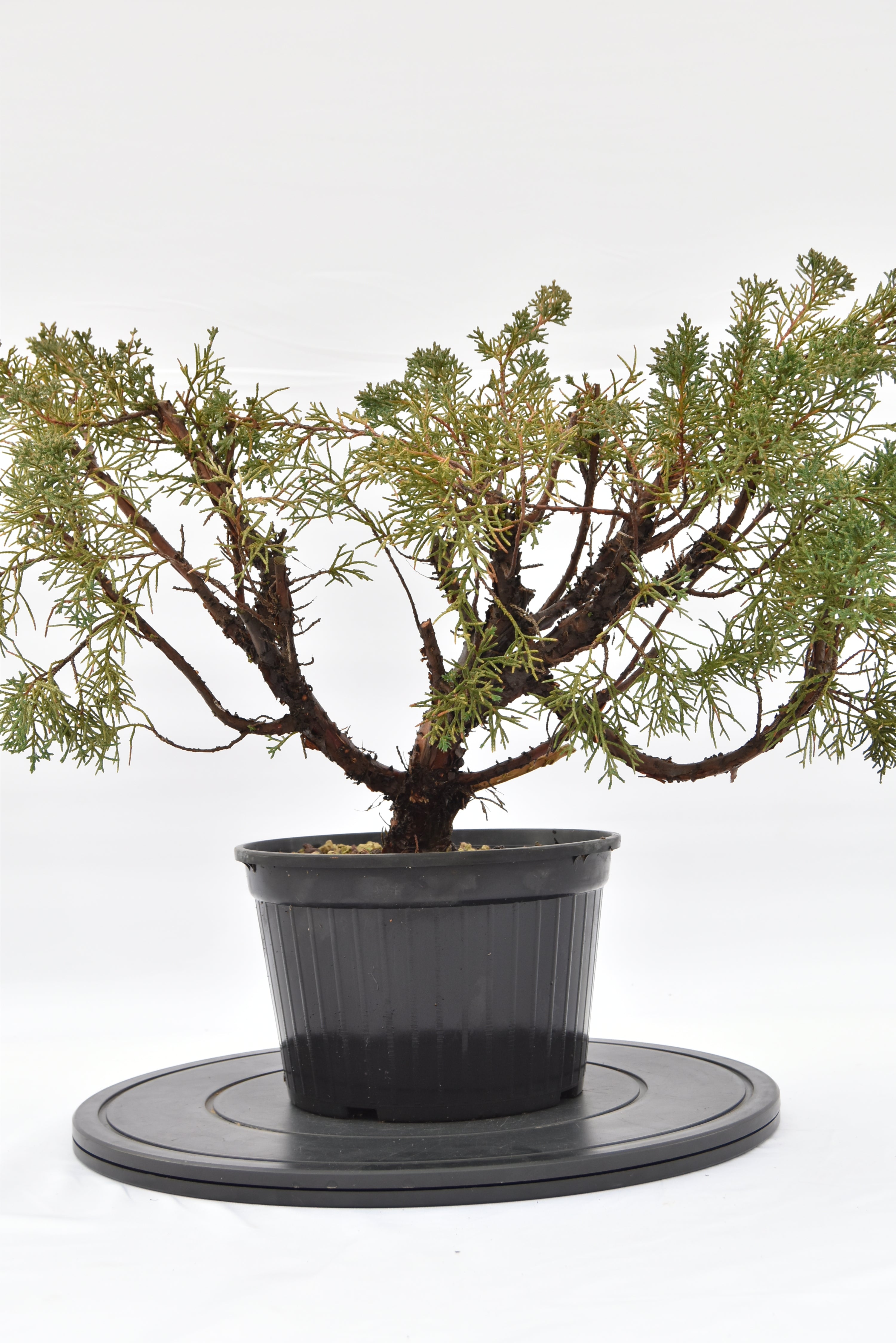 Ginepro Kishu € 100 | La Gemma del bonsai