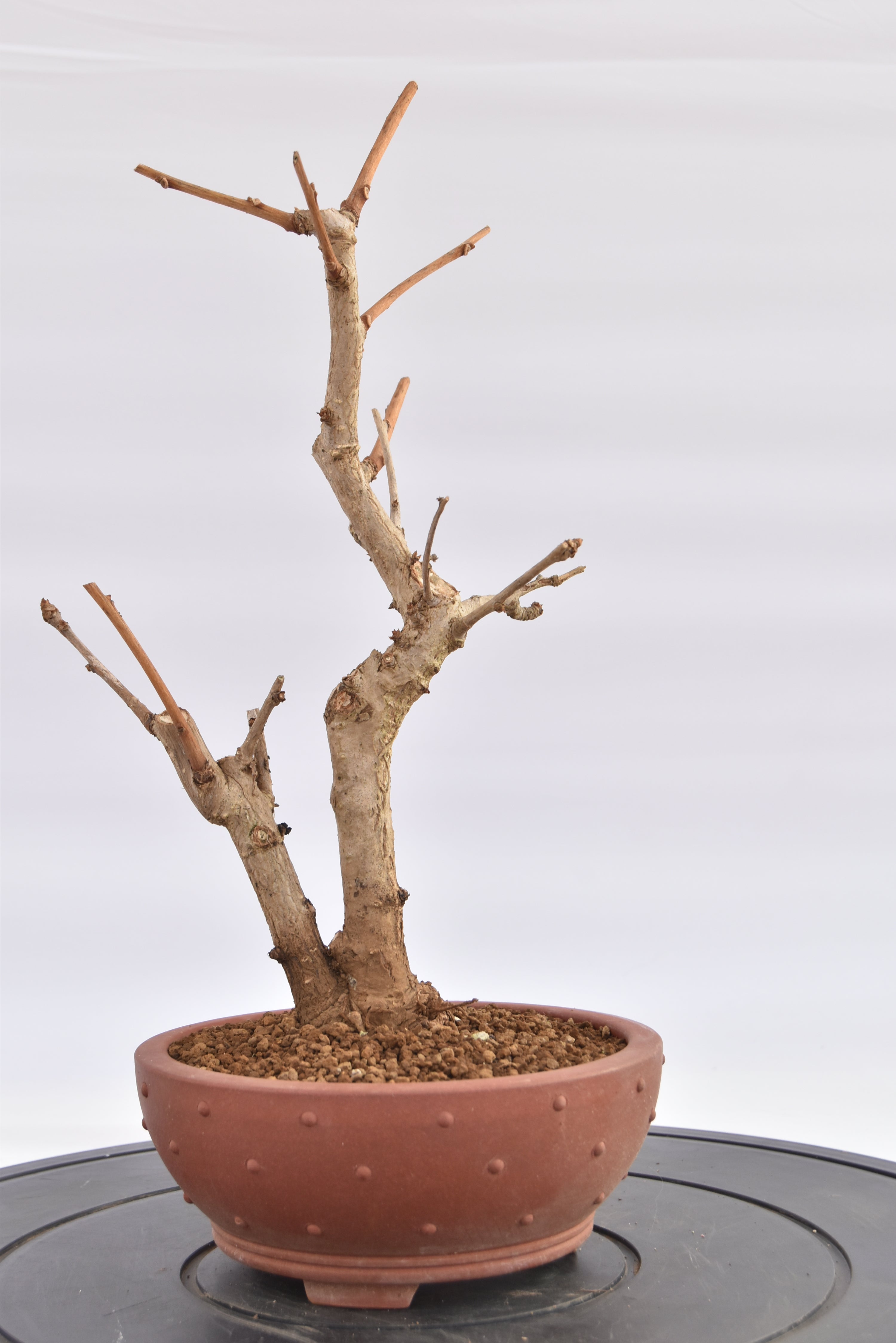 Ginkgo Biloba € 120 | La Gemma del bonsai