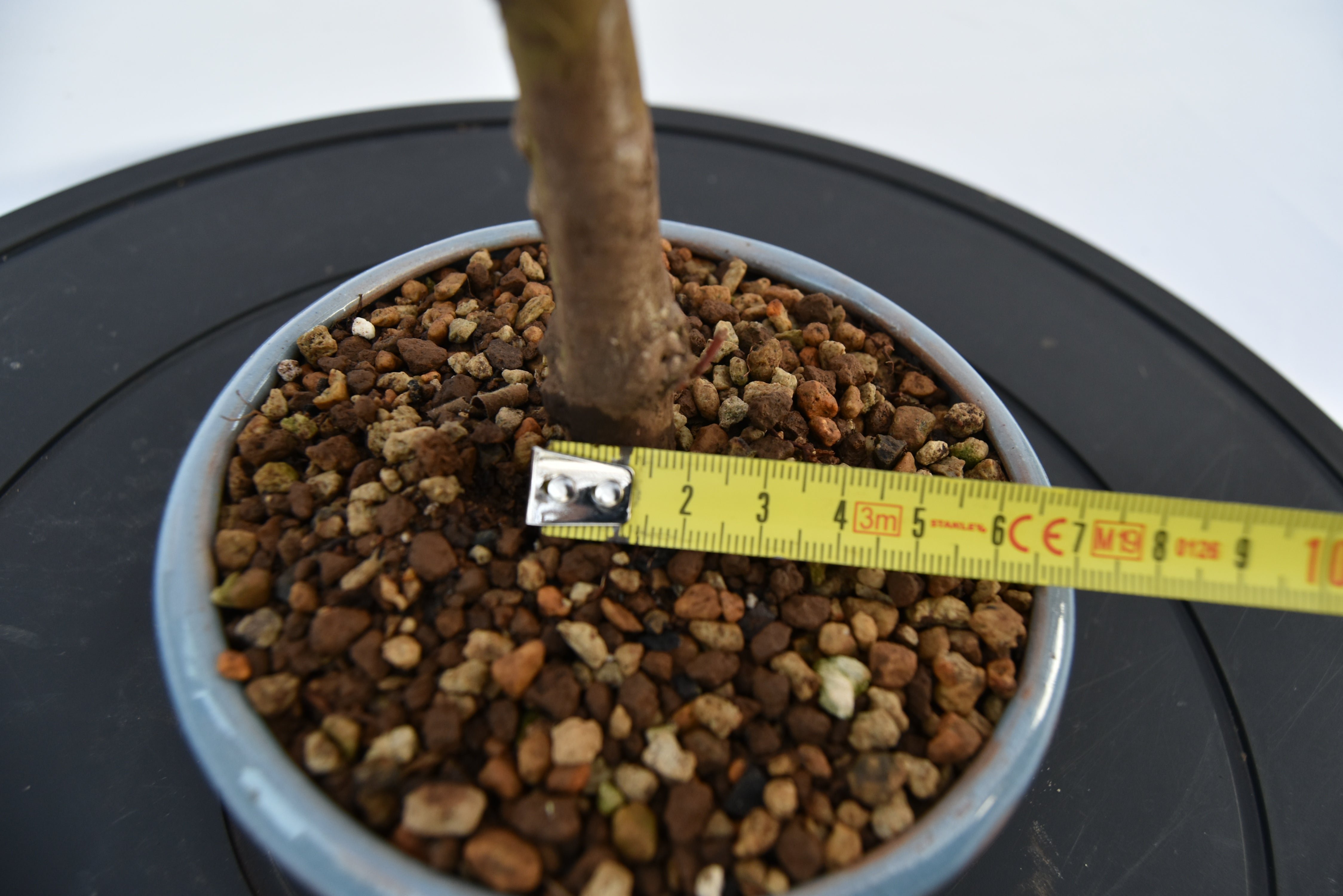 Acero Katsura € 140 | La Gemma del bonsai